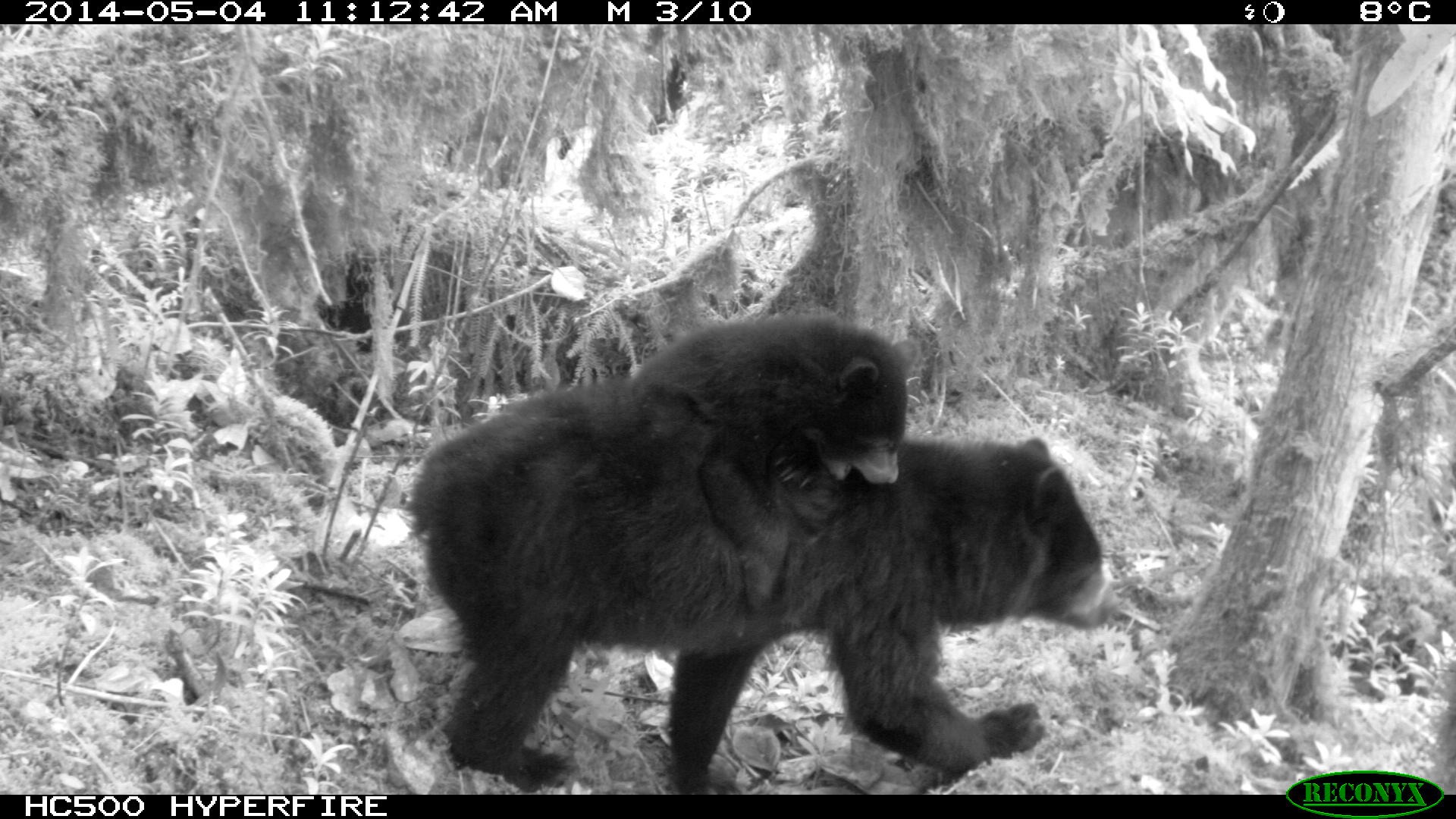 Andean bear (Tremarctos Ornatus) with a cub on its back, El Paramo Nature Reserve.