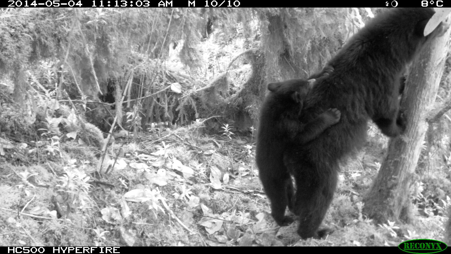 Oso Andino (Tremarctos Ornatus) con su cría en el lomo, Reserva Natural el Páramo.