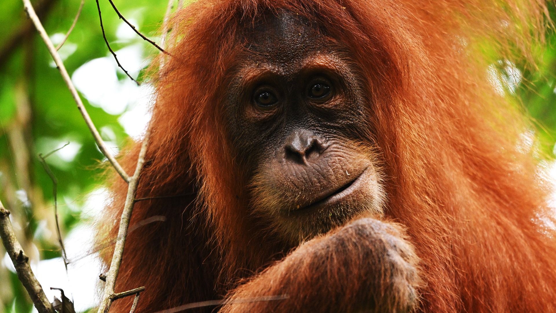 About Us Sumatra Orangutans