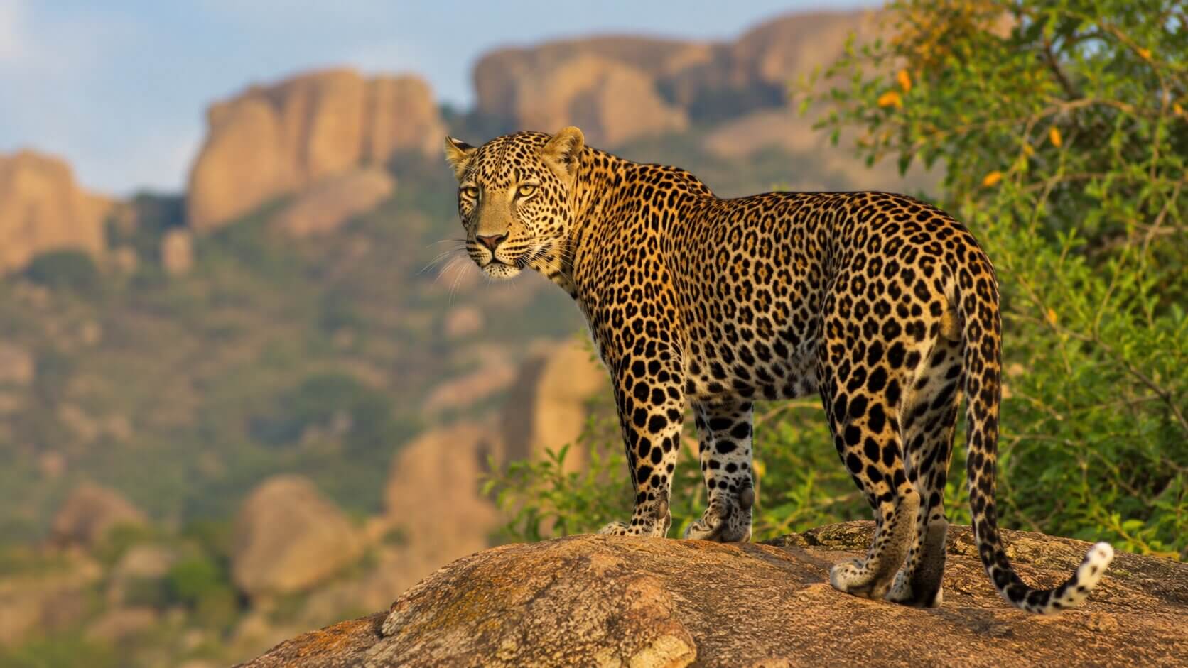A Leopard in Jawai, Rajasthan