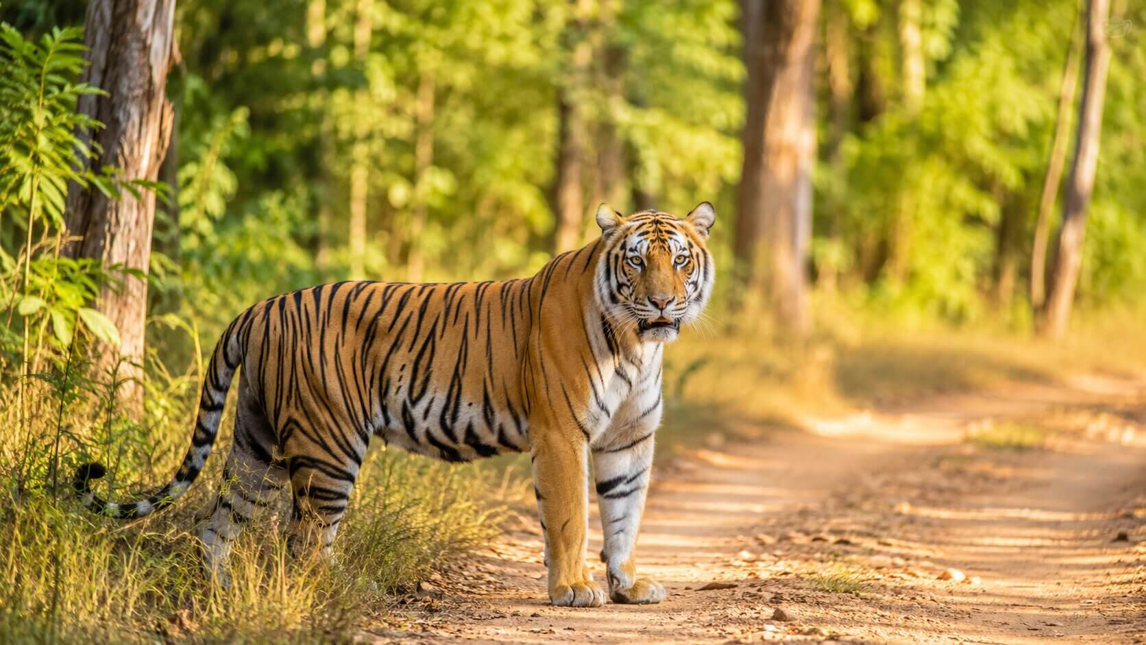 Tiger Safari India Tour in Bandhavgarh