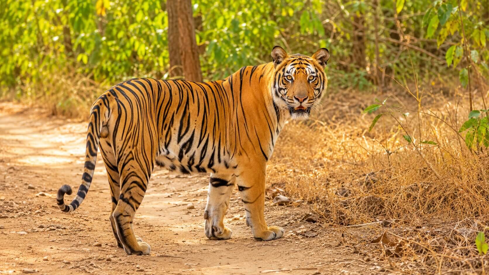 Royal Bengal Tiger in Tadoba National Park