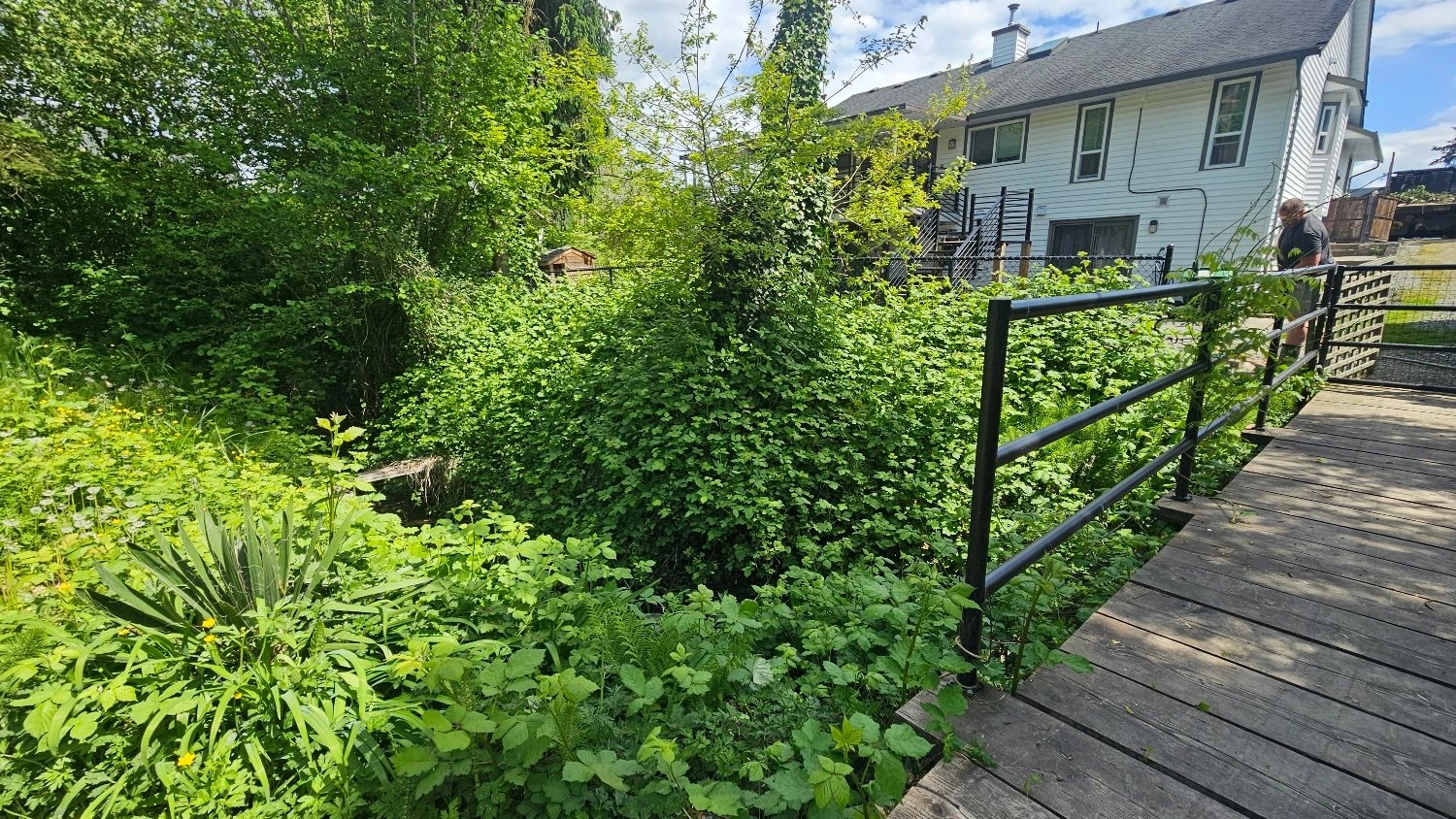 blackberries overgrown over a stream. A white house is in the background