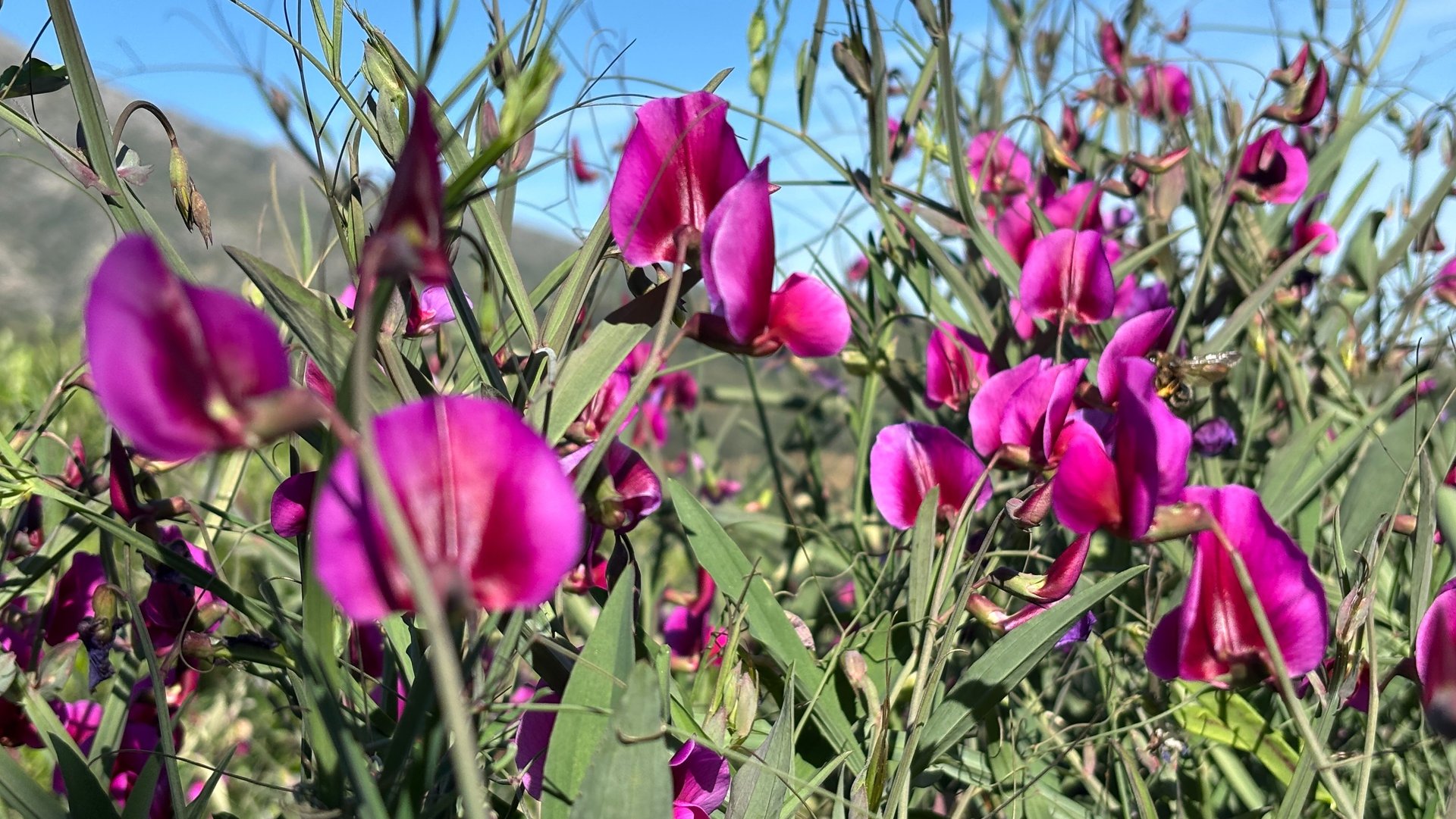 fresh purple flowers in the mountains