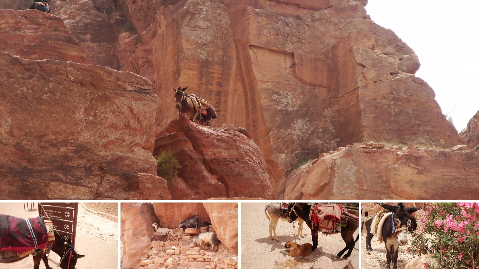 Vários animais espalhados pela montanha de Petra, incluindo burros e camelos.