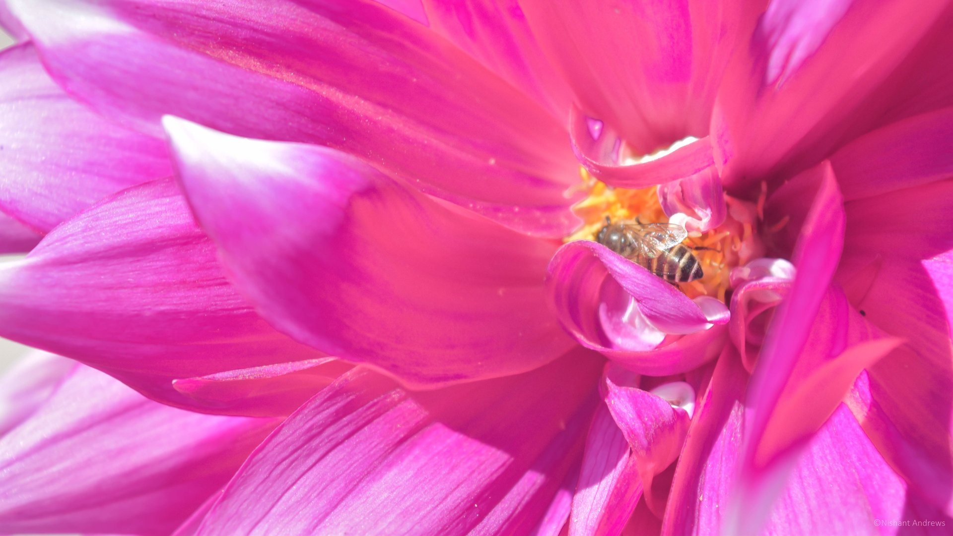 Close-up of a honey bee pollinating a vibrant pink dahlia flower in the sunlight.