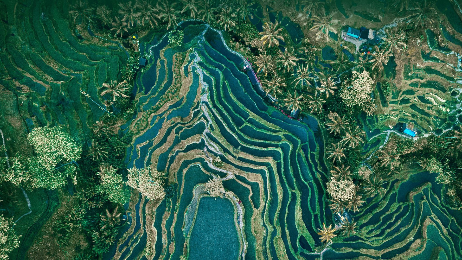 Tegalalang Rice Terrace