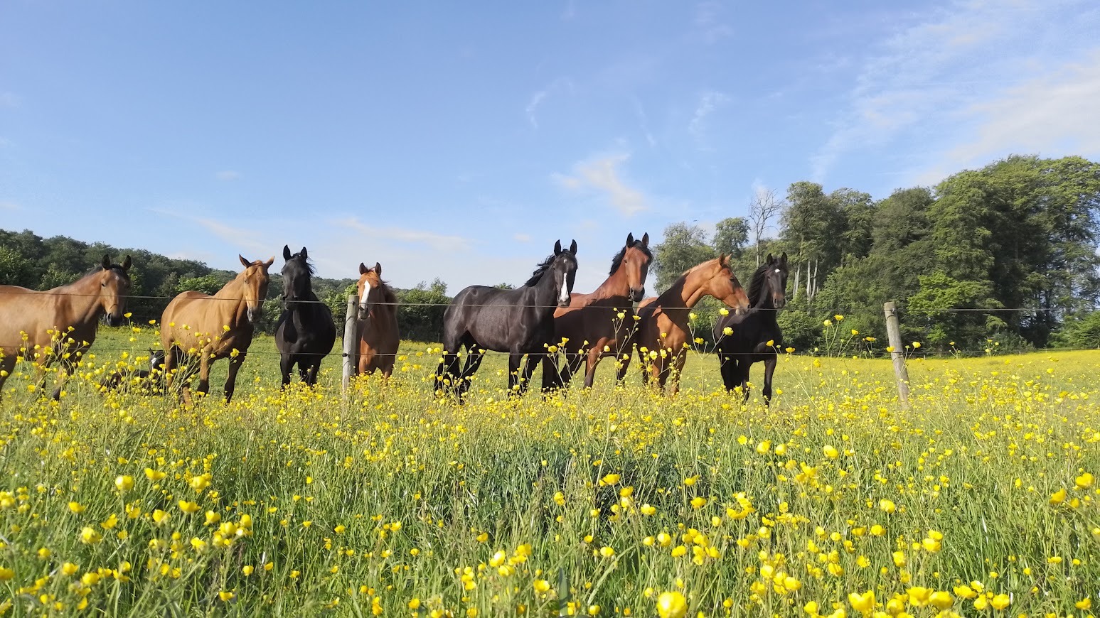 Nos chevaux pensionnaires du Manoir de Follemprise