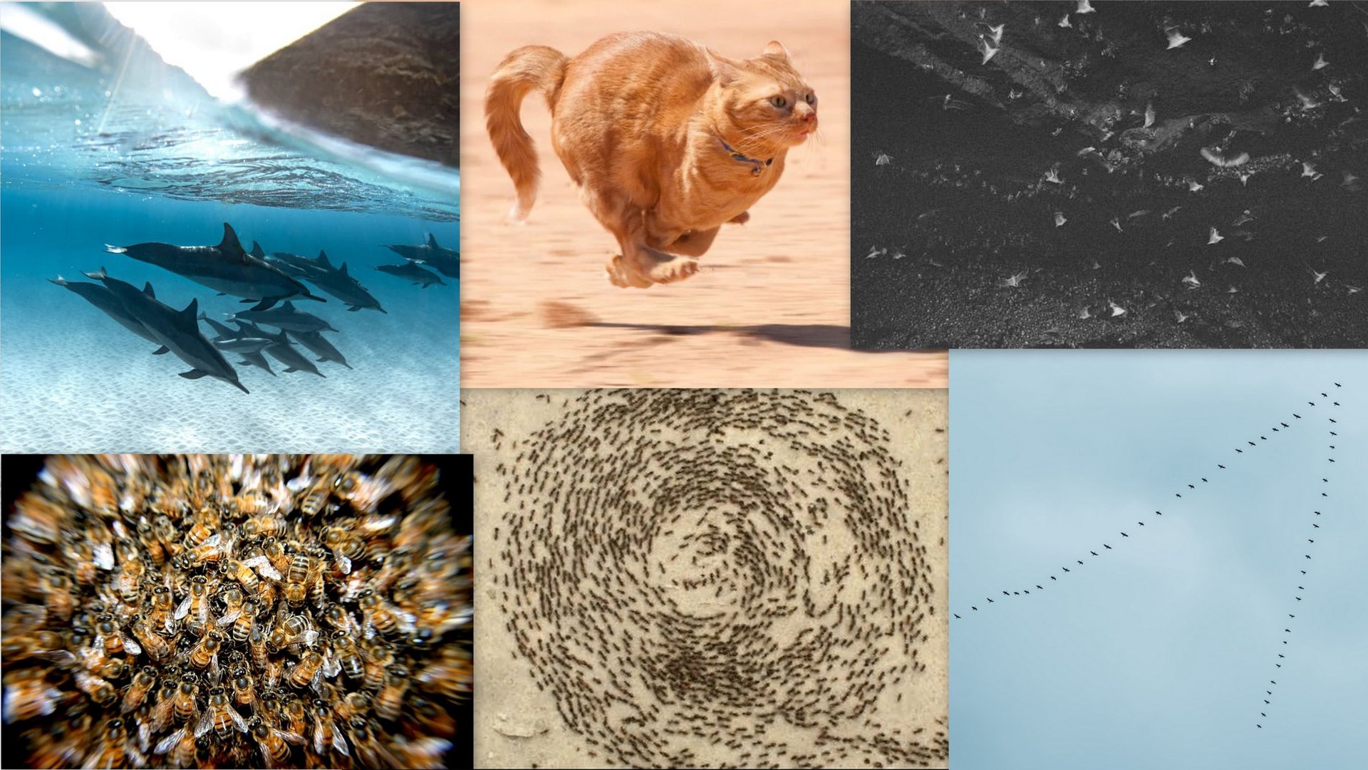 Earth spin animals: Dolphin spiral, bird flight, ant circles, cat zoomies.