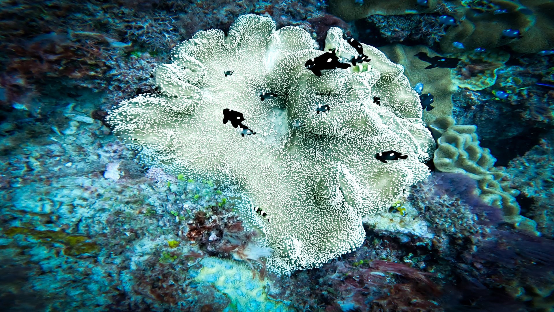 a coral reef with a group of fish swimming in the water
