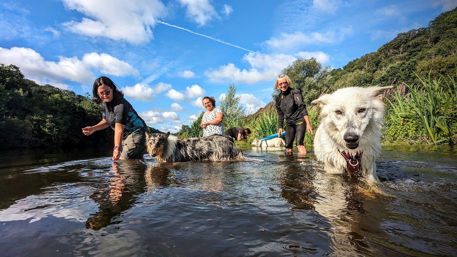 Une séance d'aqua school avec des chiens et leurs humains dans une rivière