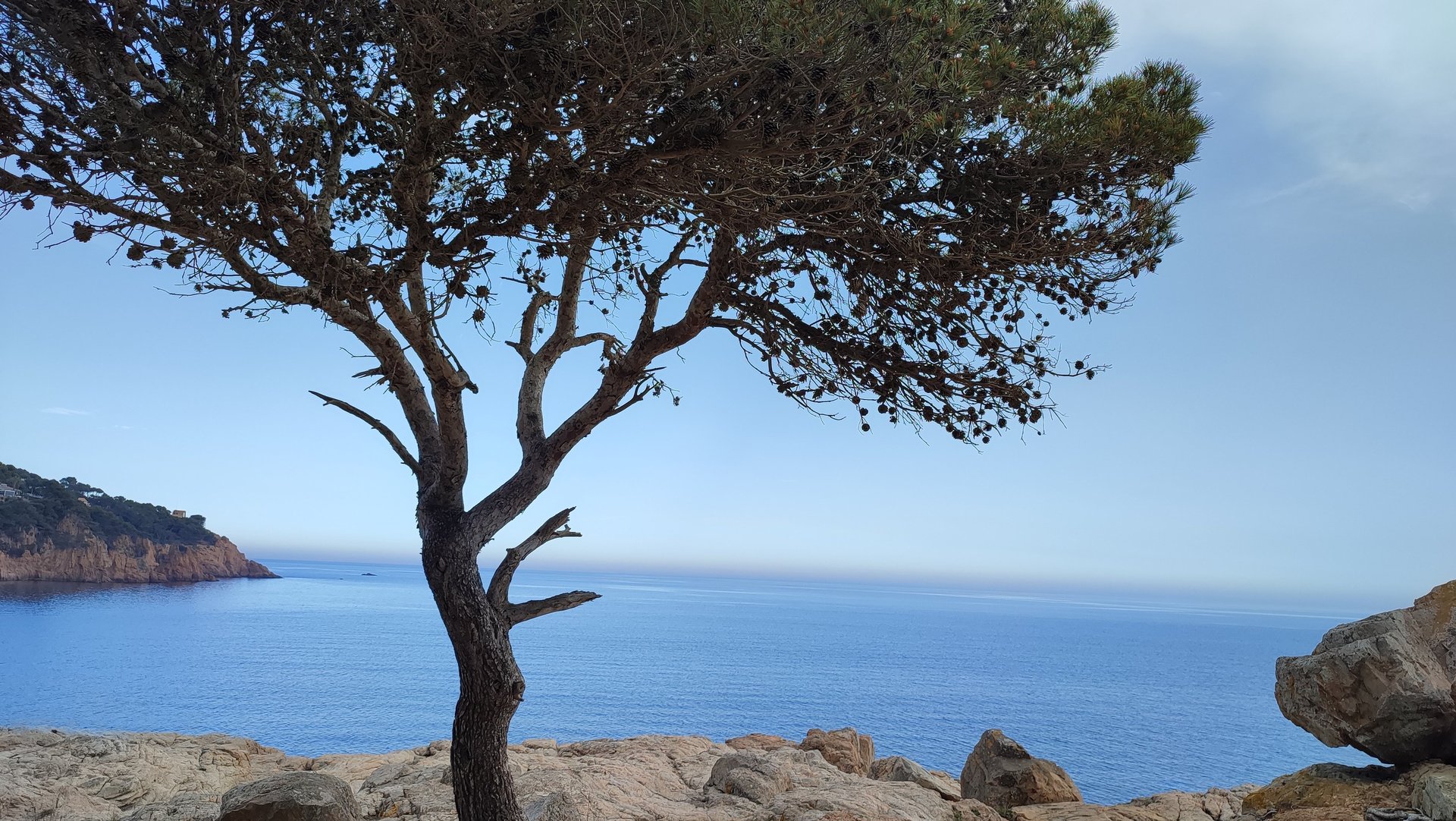 Bild eines Pinienbaumes an der Mittelmeerküste. Im Hintergrund das Meer und ein Küstenabschnitt. 