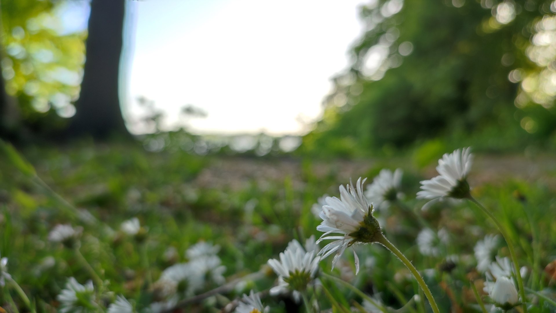 Bild von 3 Gänseblümchen im Wind, Hintergrund ist grün und verschwommen 