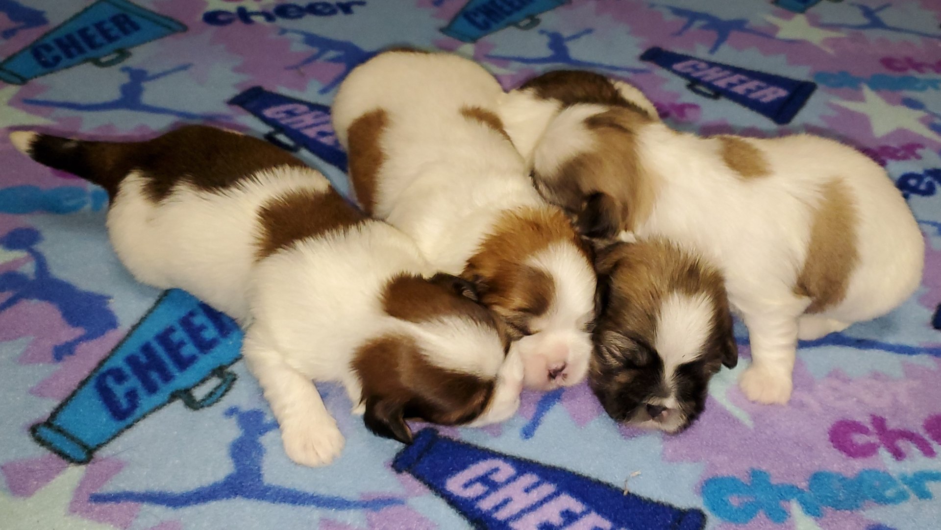 Four Maltese x Shih-Tzu mix puppies Mal-Shi asleep on blue blanket.