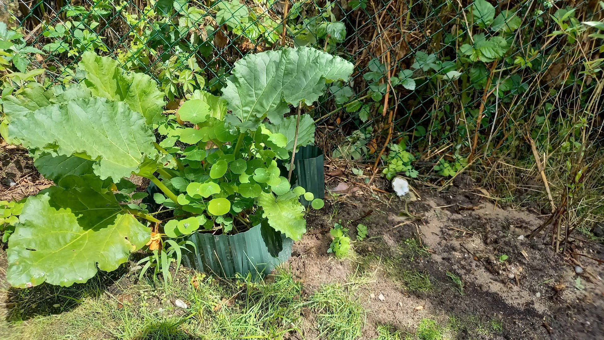 three Swisss Chard leaves arund many weeds