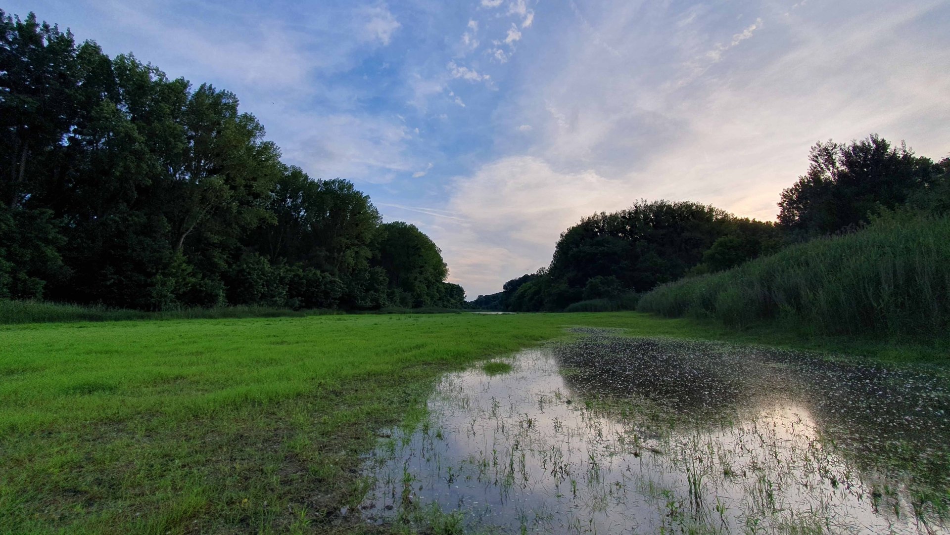 Donauauen im Hochsommer