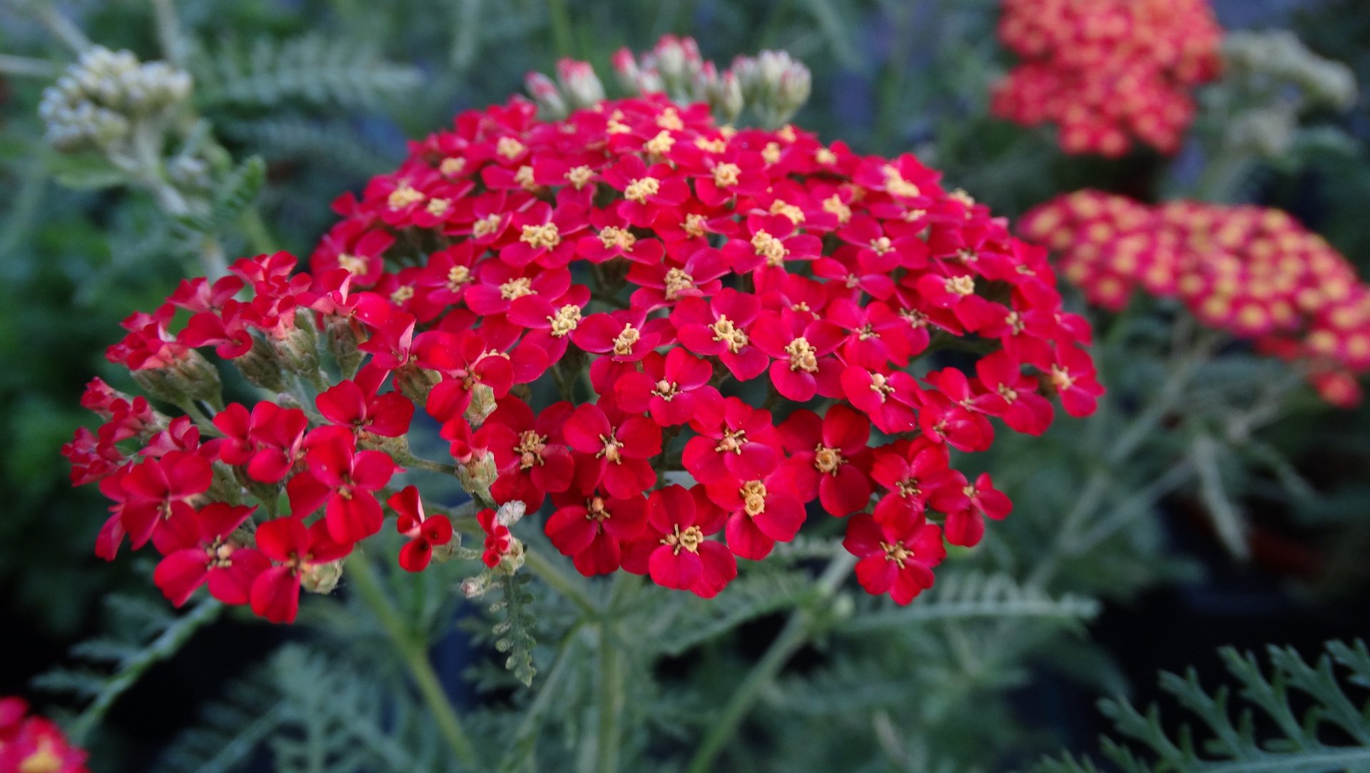 Kraujažolė dekoratyvinė su raudonais žiedais