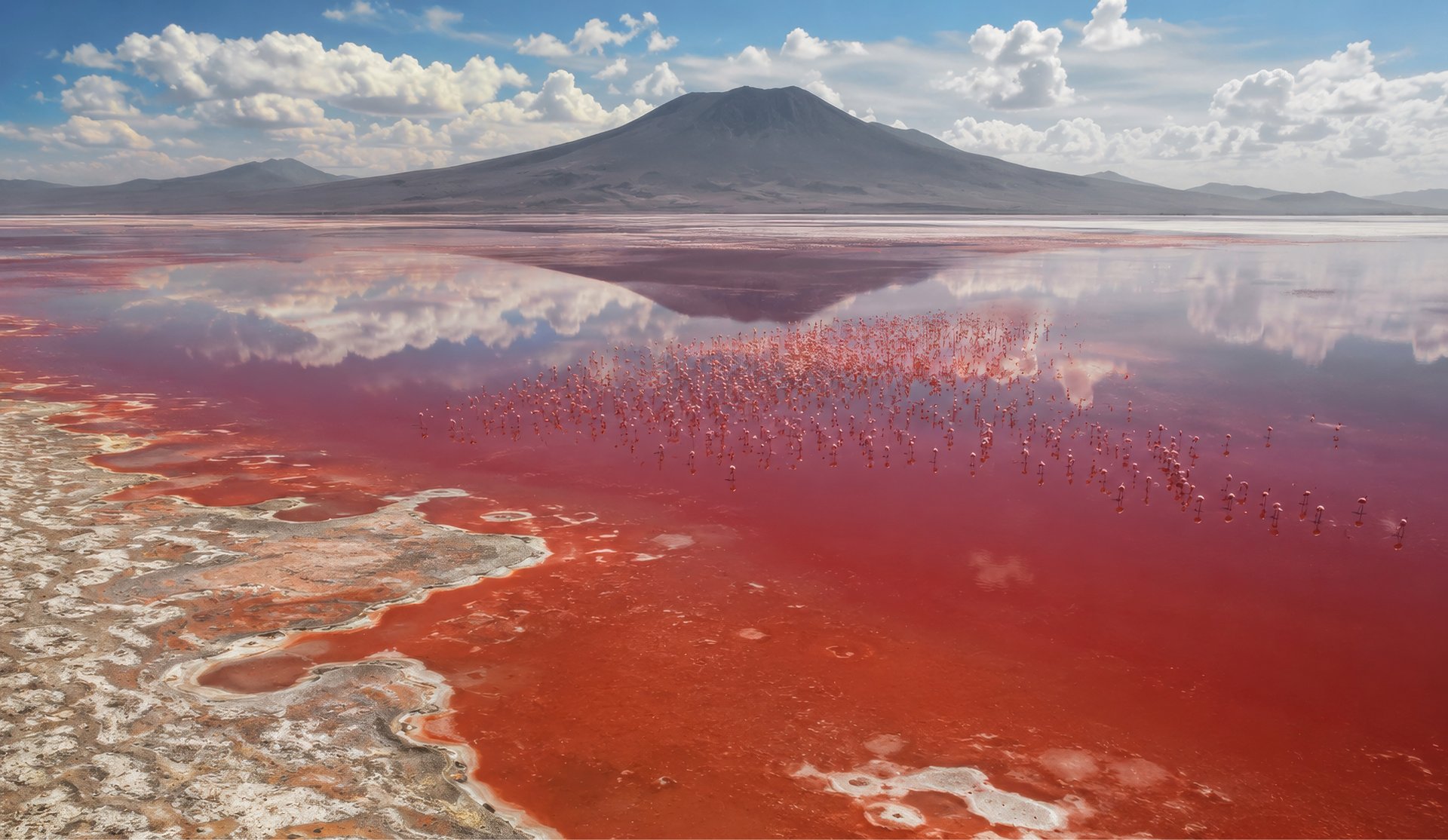 Pink flamingos wading in the vibrant red waters of Laguna Colorada with a mountain reflection in Bolivia.