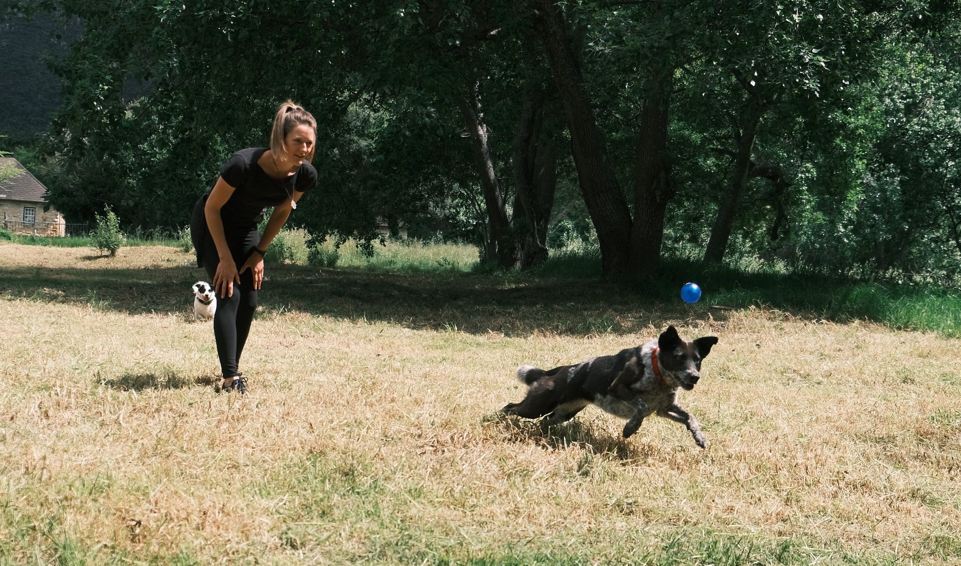 Dog training: Learning to play 'fetch' while keeping it fun and safe