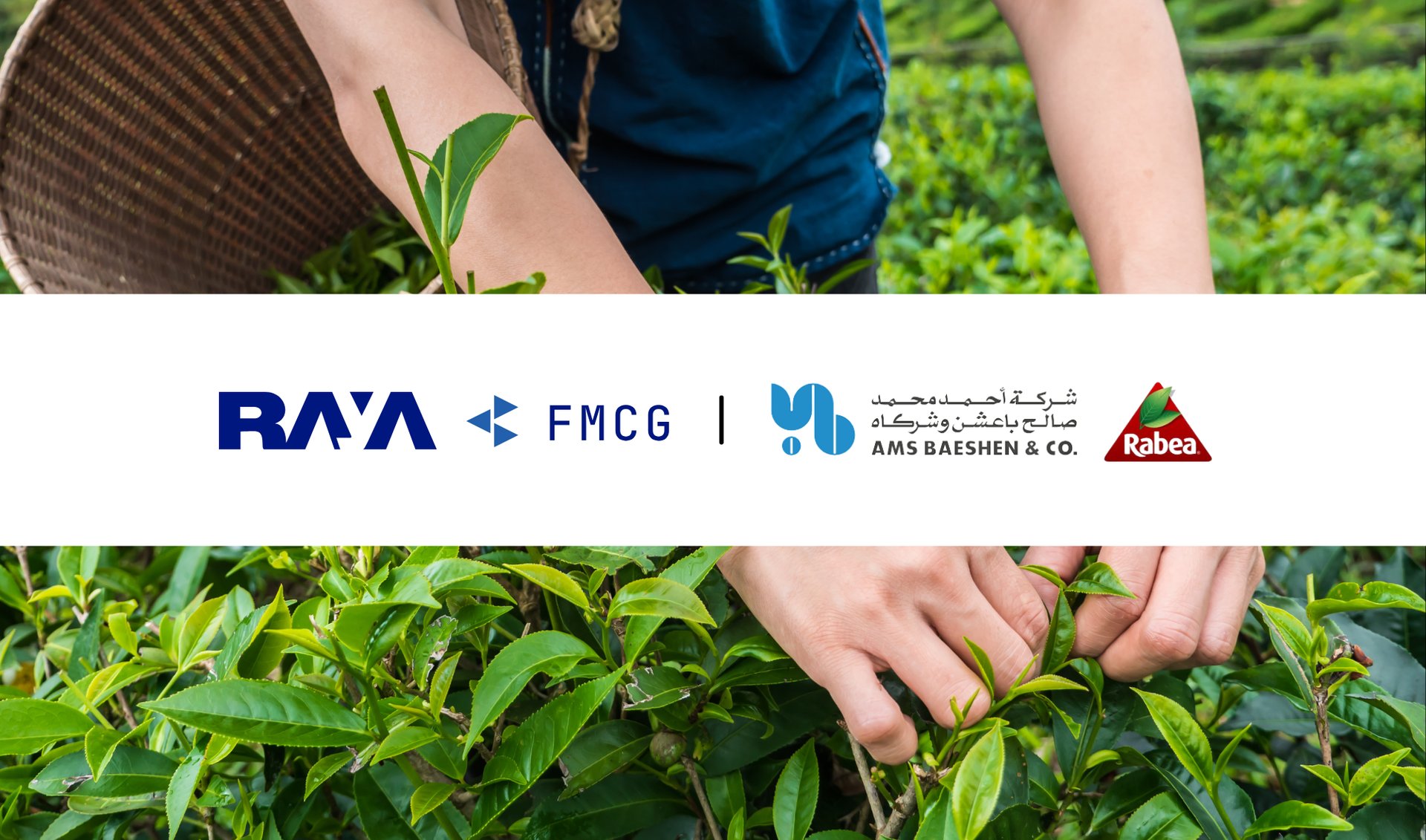 Raya FMCG Partners with AMS Baeshen Company for Al Rabea Tea Distribution in Egypt