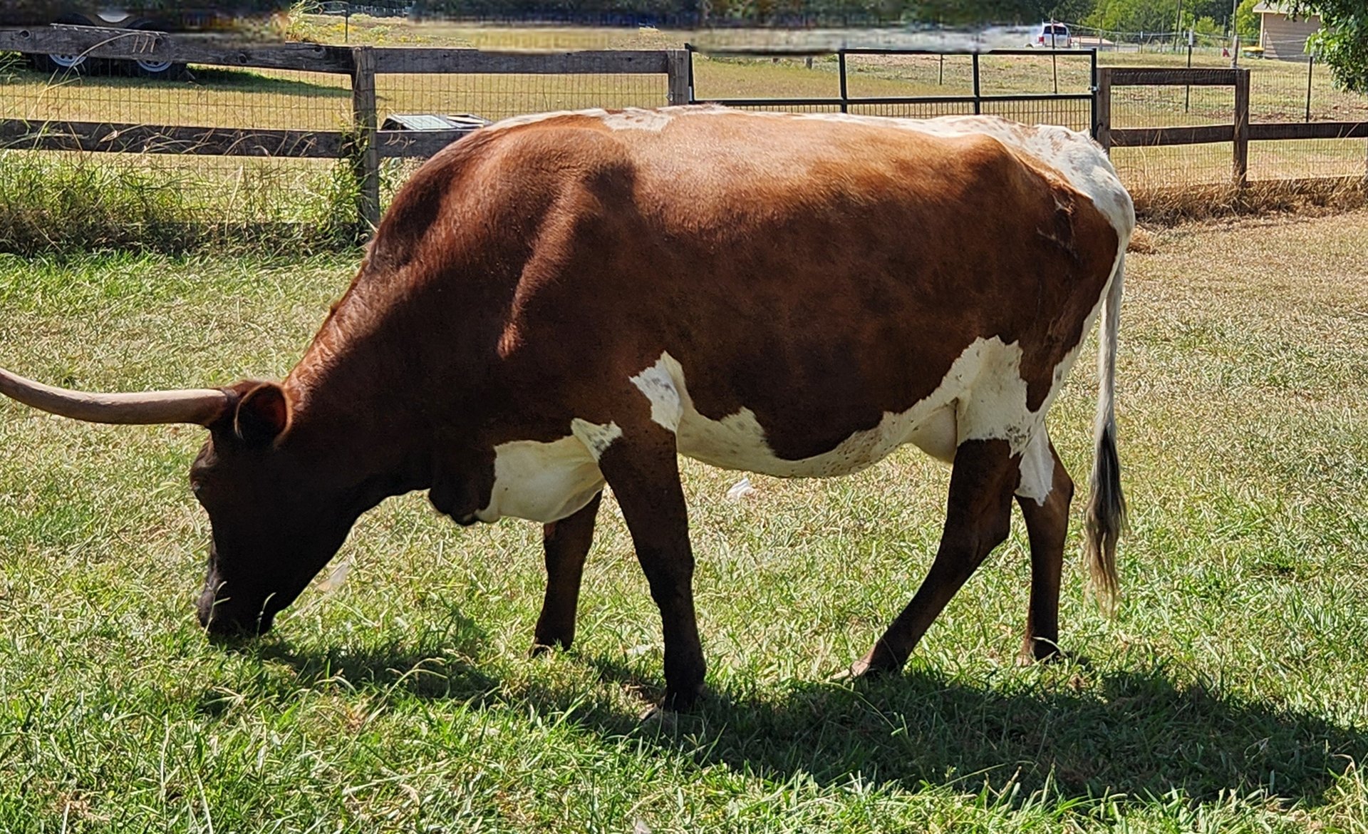 MIniature Texas Long Horn