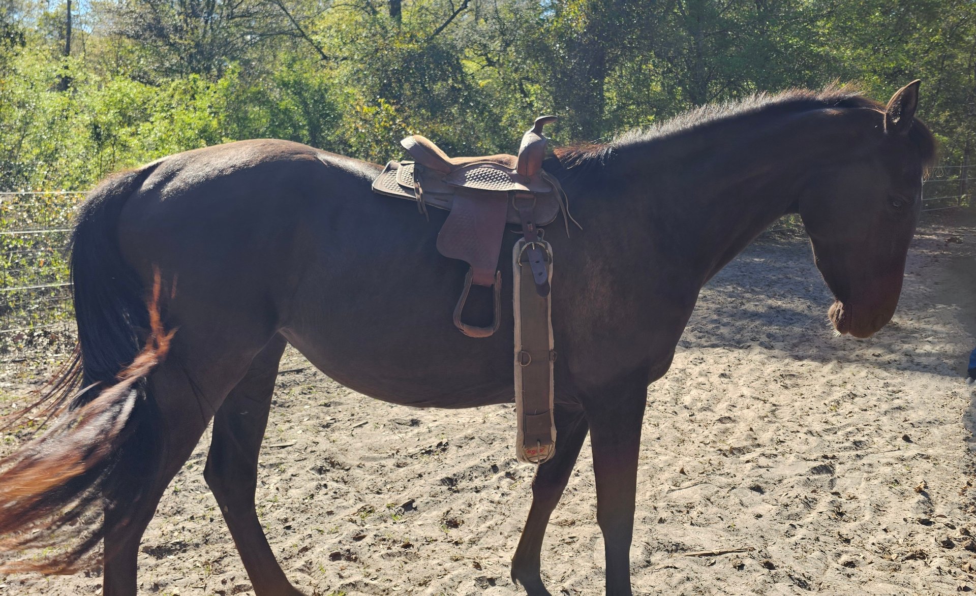 black horse standing with neck arched and saddle on