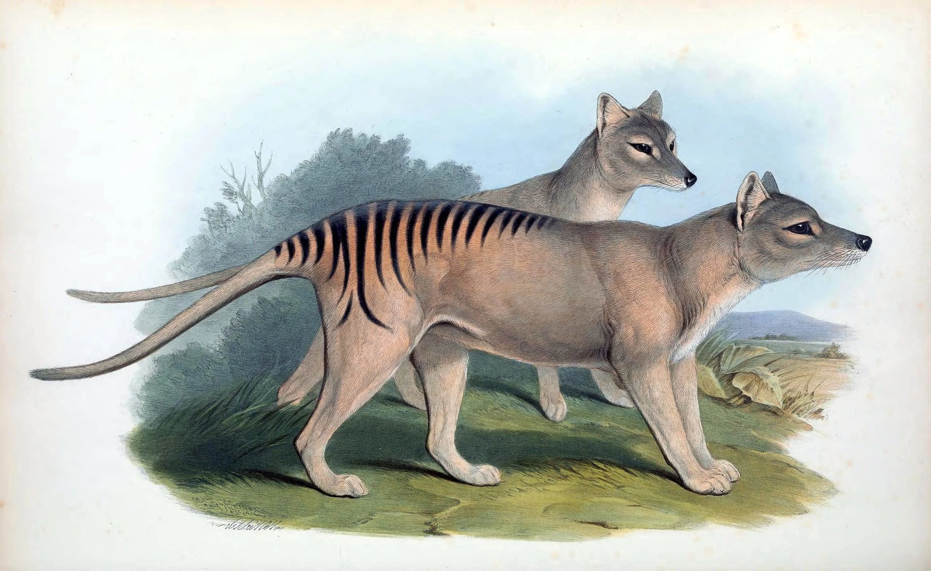 a drawing of a Tasmanian Tiger