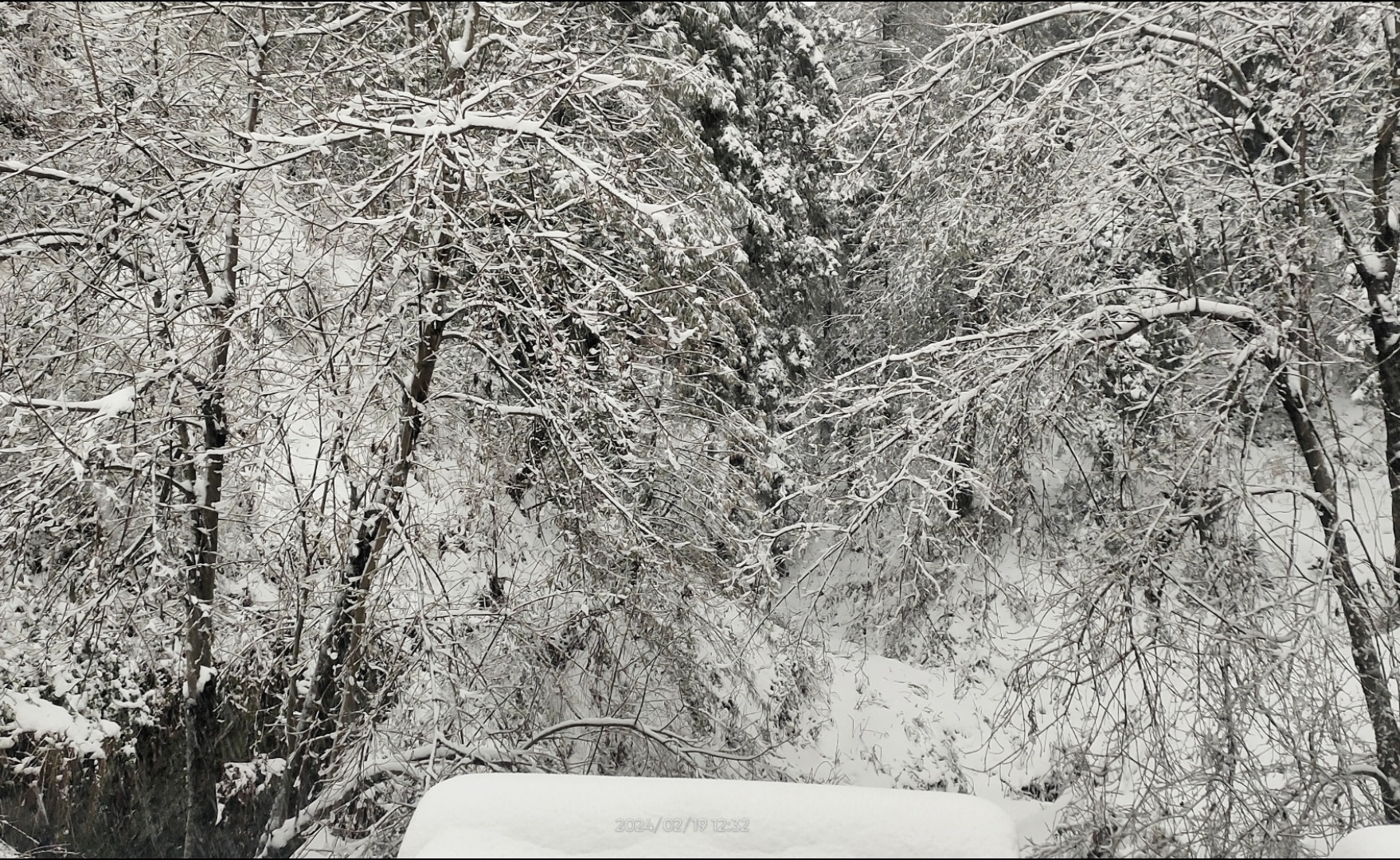 a snow covered forest at Nathiagali in winters 