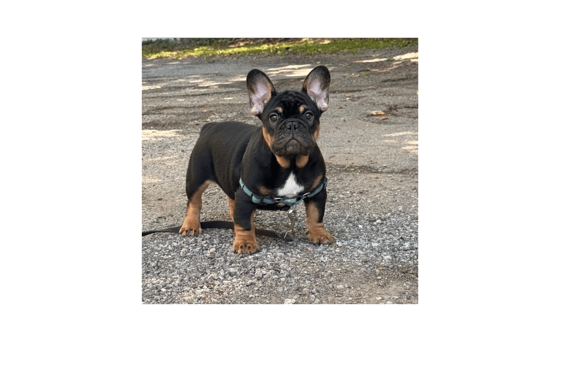 A black tri french female bulldog puppy