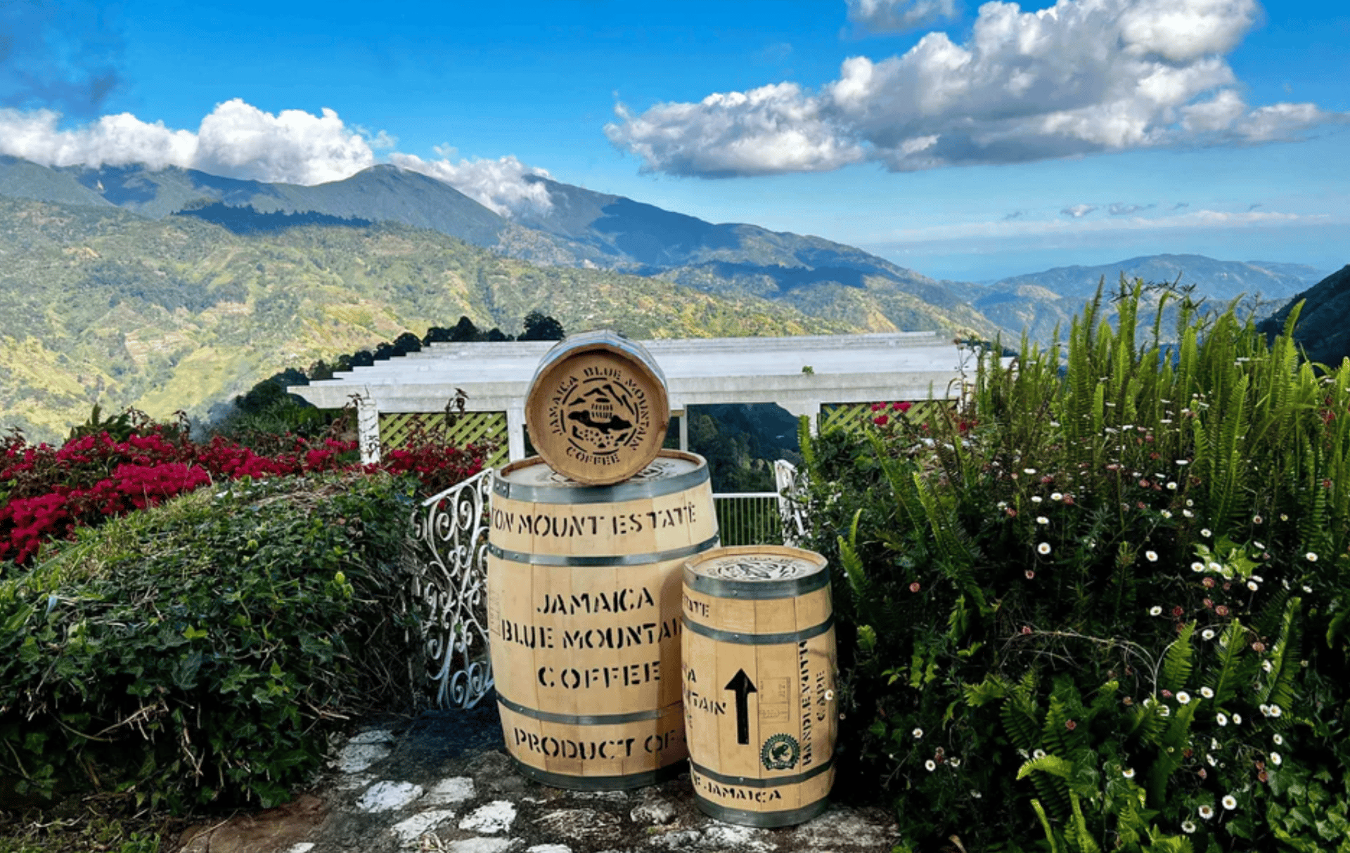 blue mountain coffee