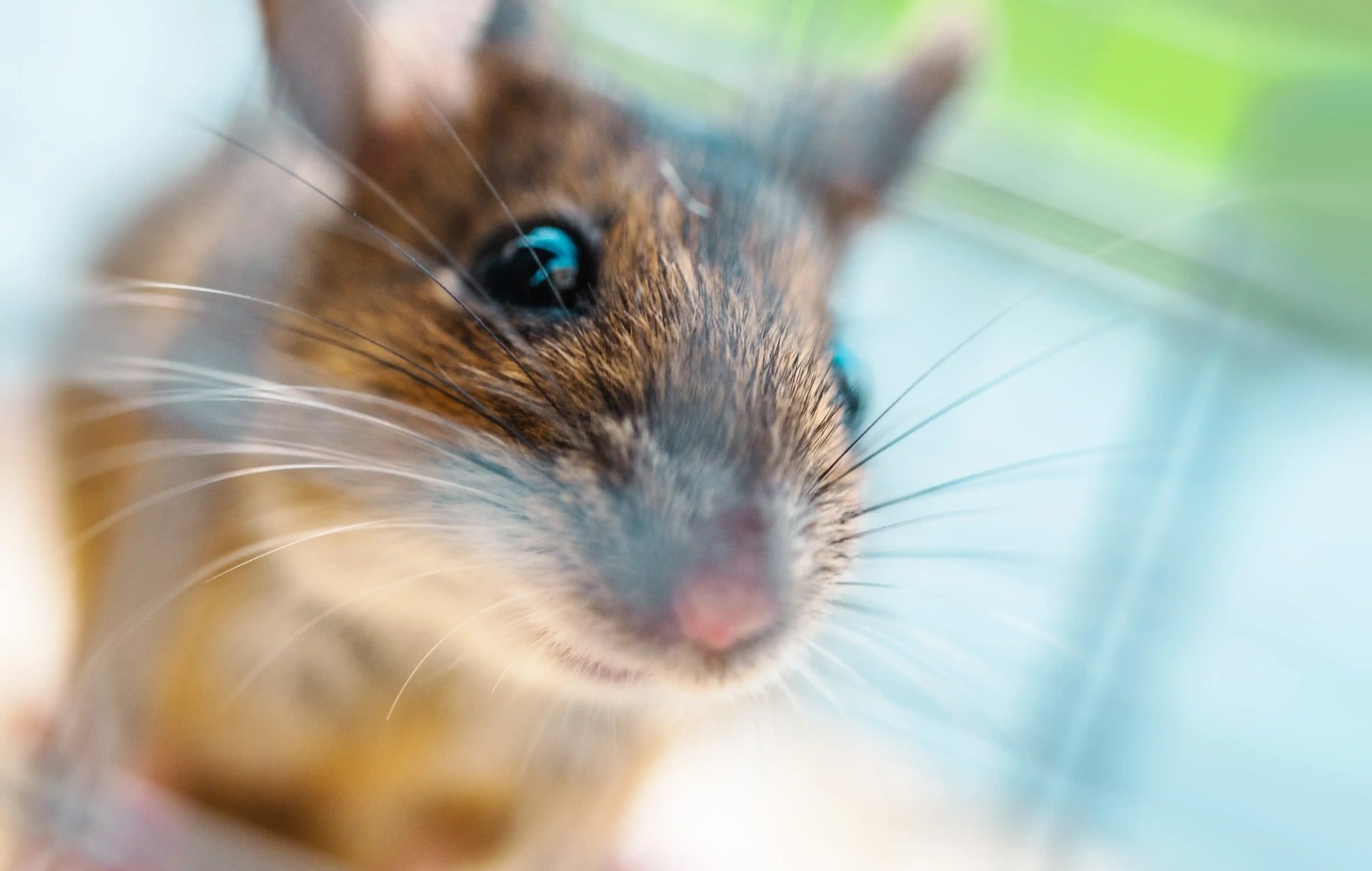 Mouse presence in Spalding properties