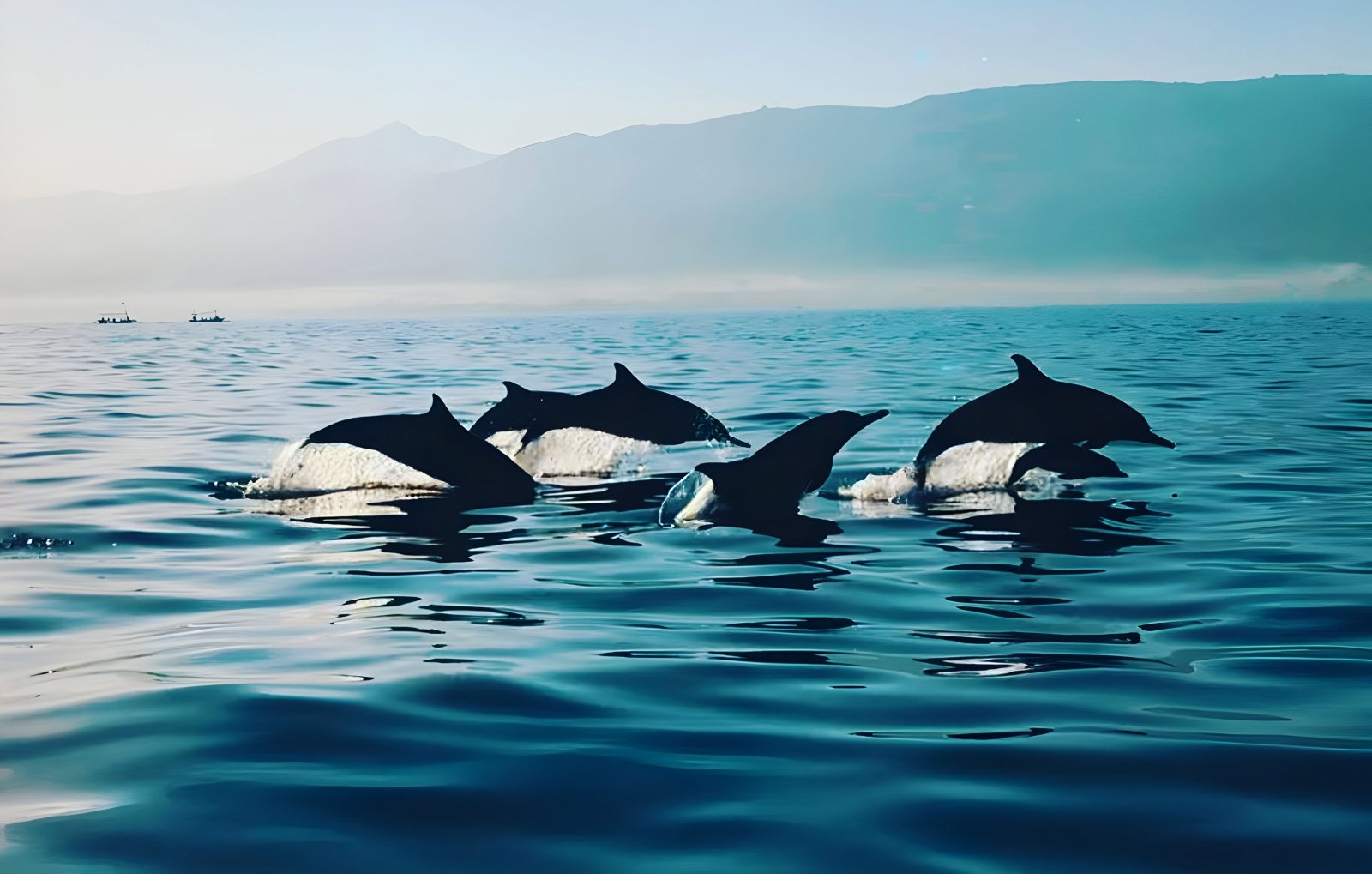 Dolphin Lovina Bali