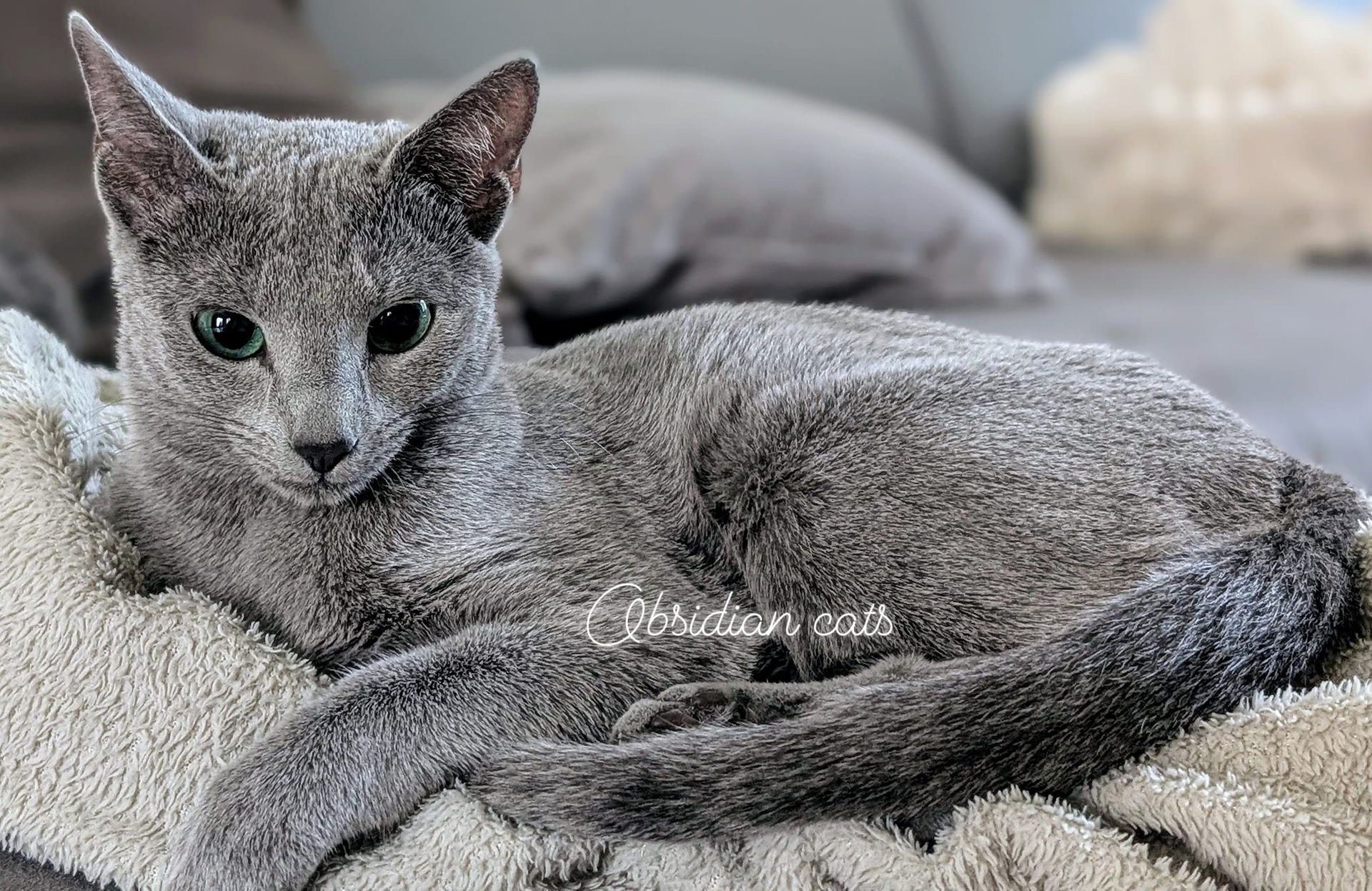 bleu russe chat - russian blue cat-obsidian-cats-france