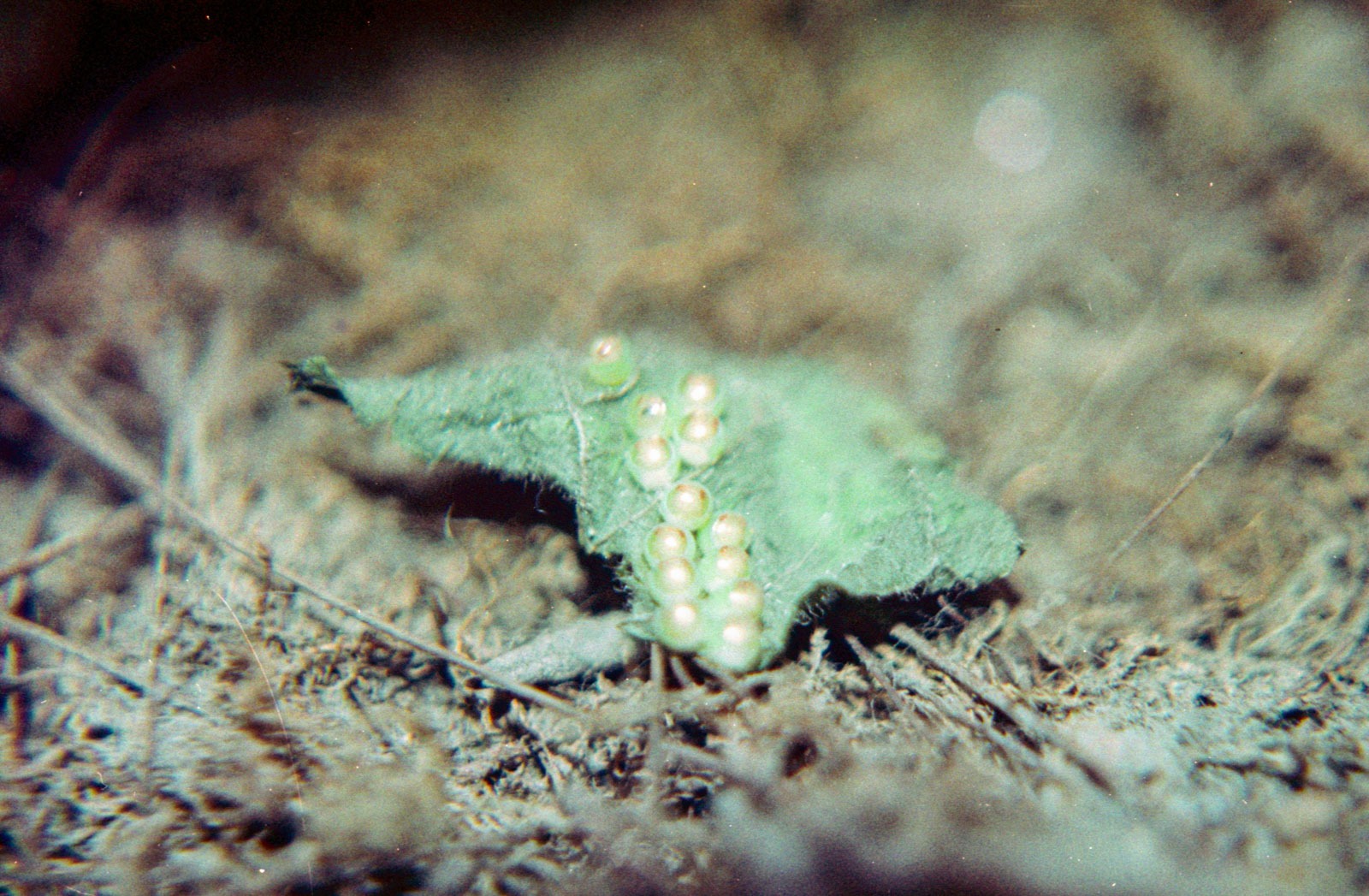 fotografia analogica de una hoja con huevos de insecto