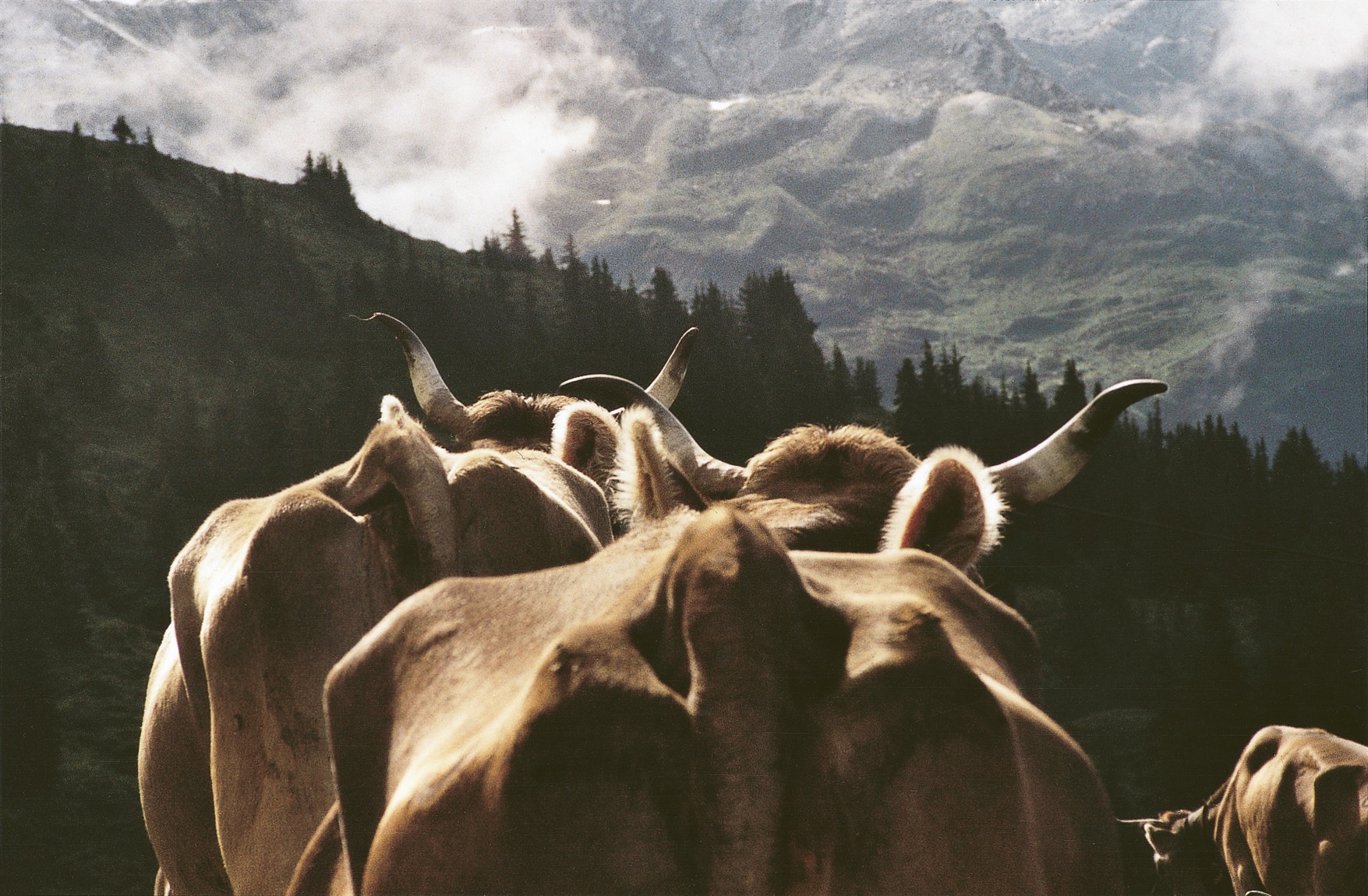 Foto Kühe von Martin Bienerth