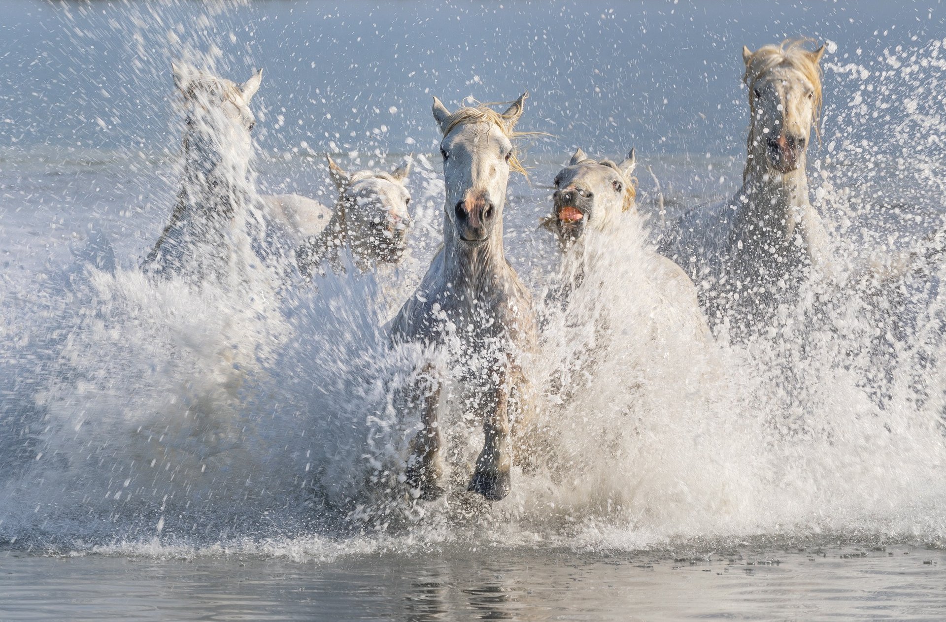 a group of horses running through the water