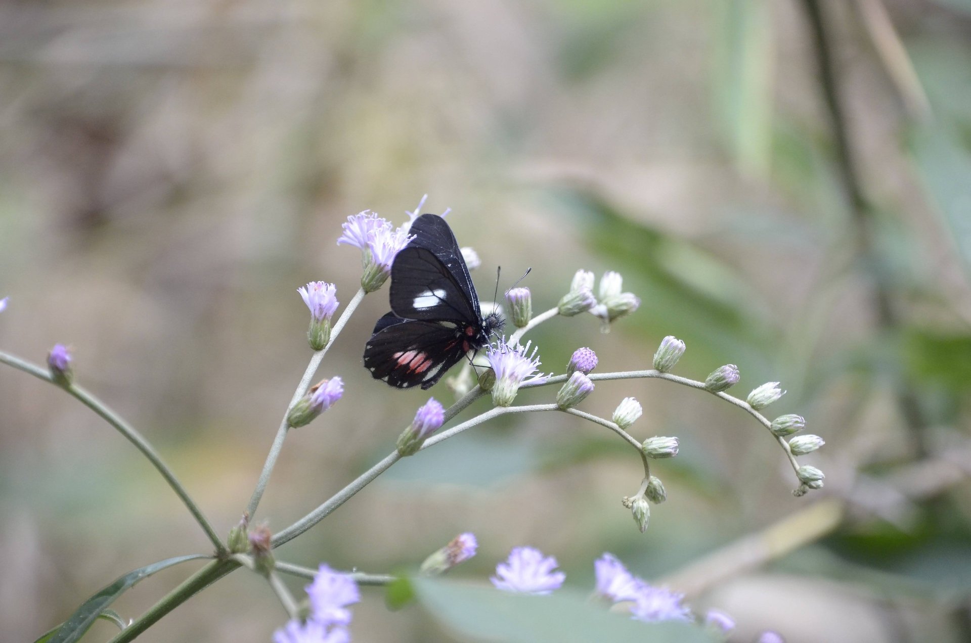 A black butterfly with white and pink spots resting on a stem of small purple wildflowers.