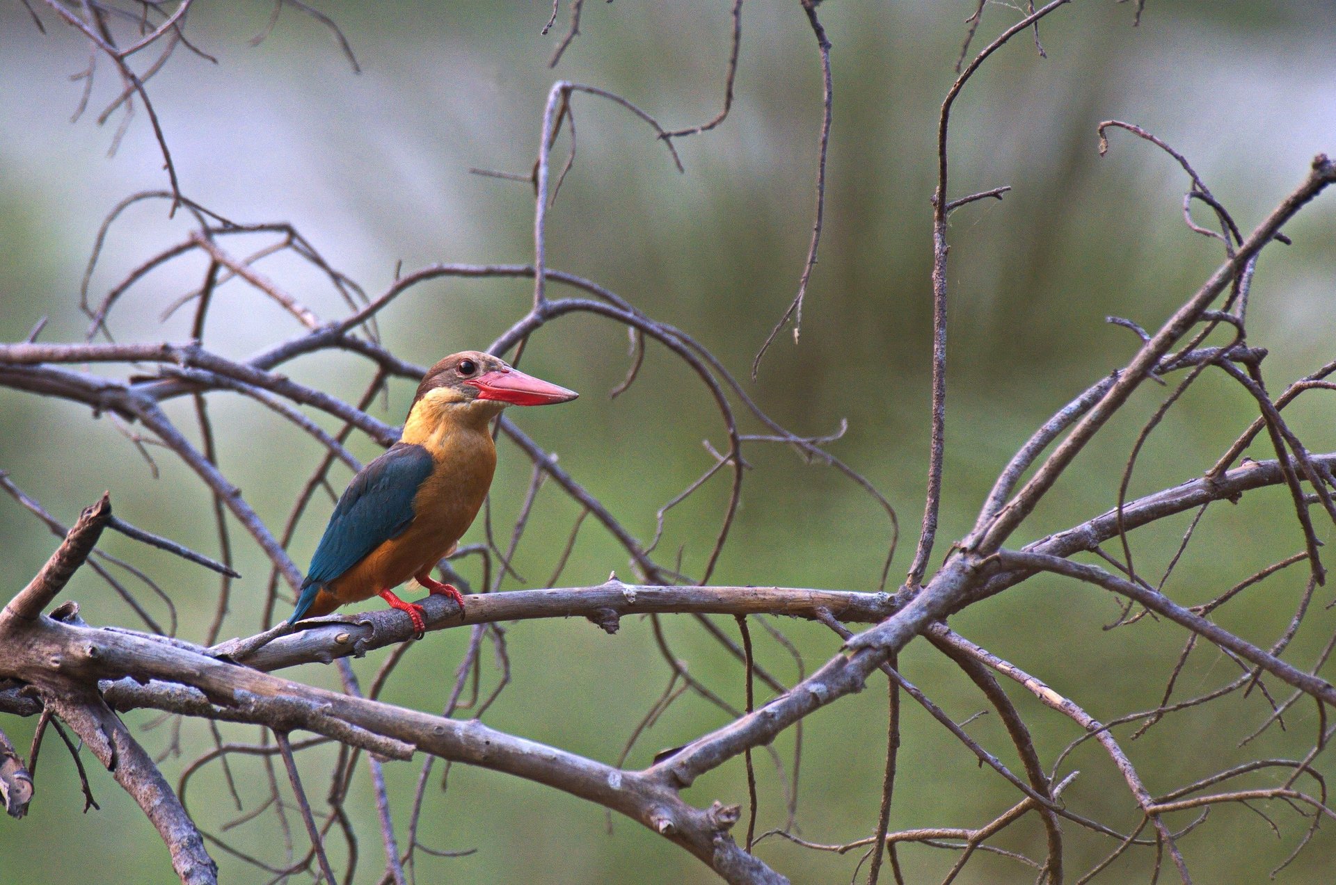 kingfisher in Bardiya