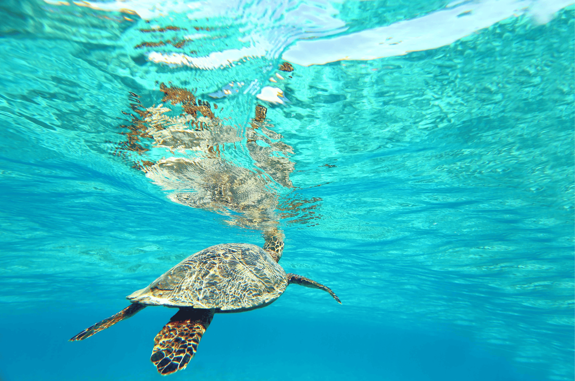 tortue-marine-durant-un-voyage-clé-en-main