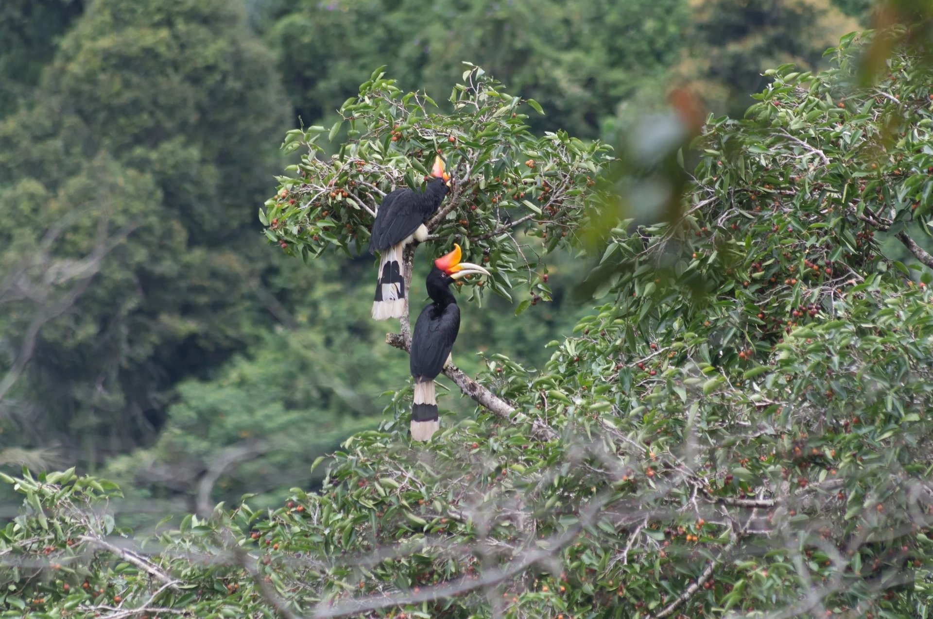 Sumatra Trekking Orangutan