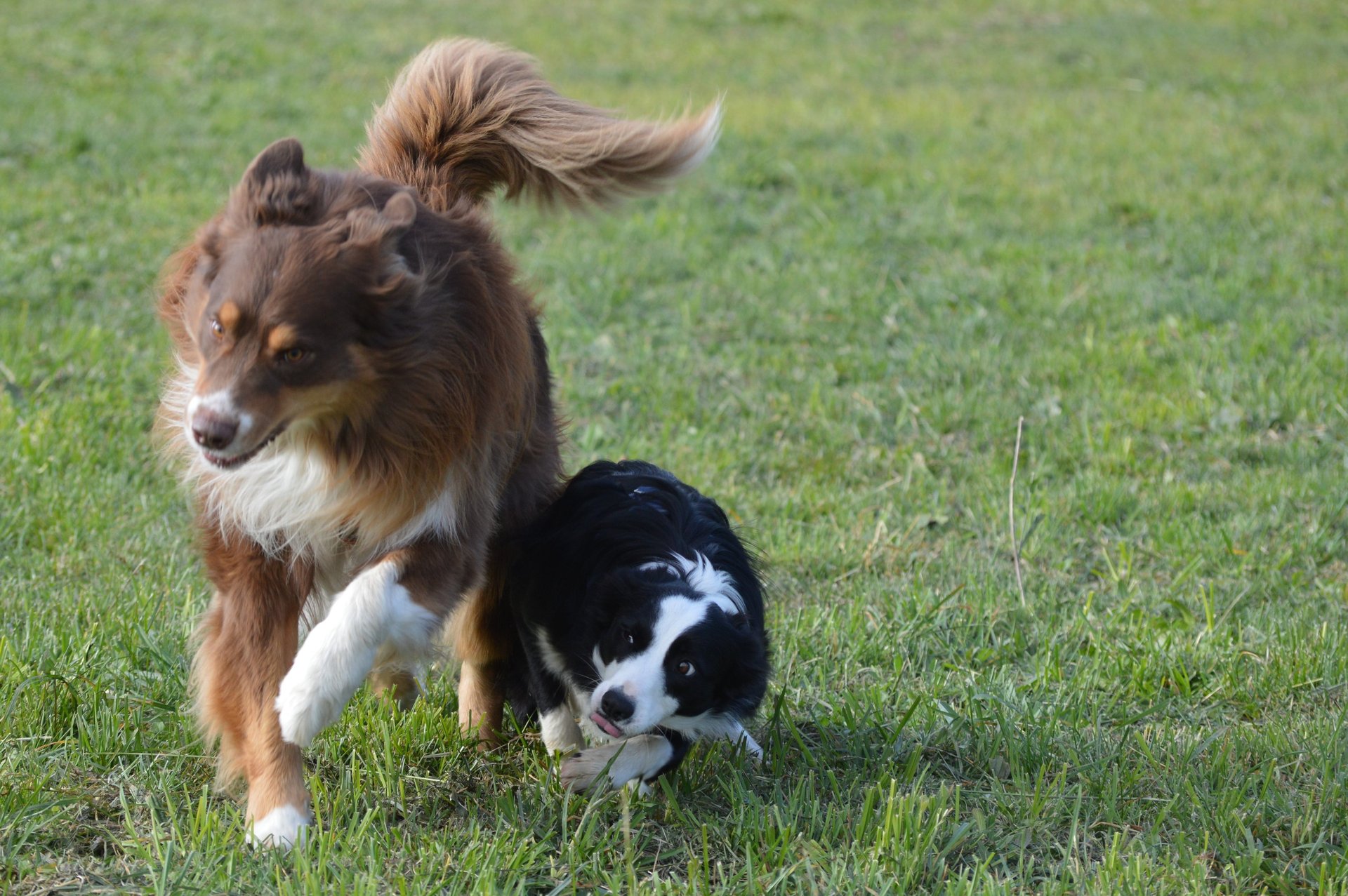 eleducane_esperienze_sociali_banner