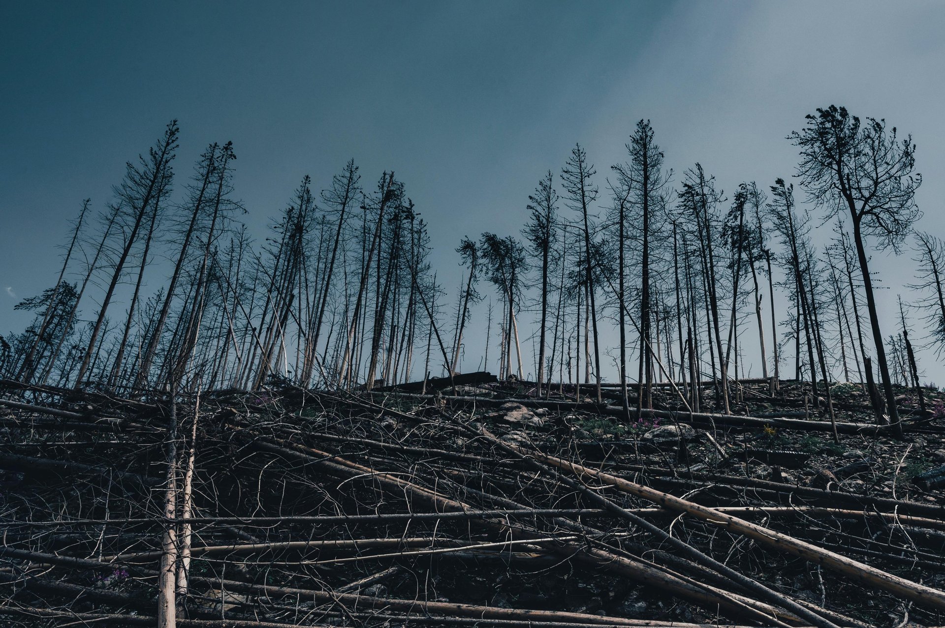caducidad del expediente sancionador
