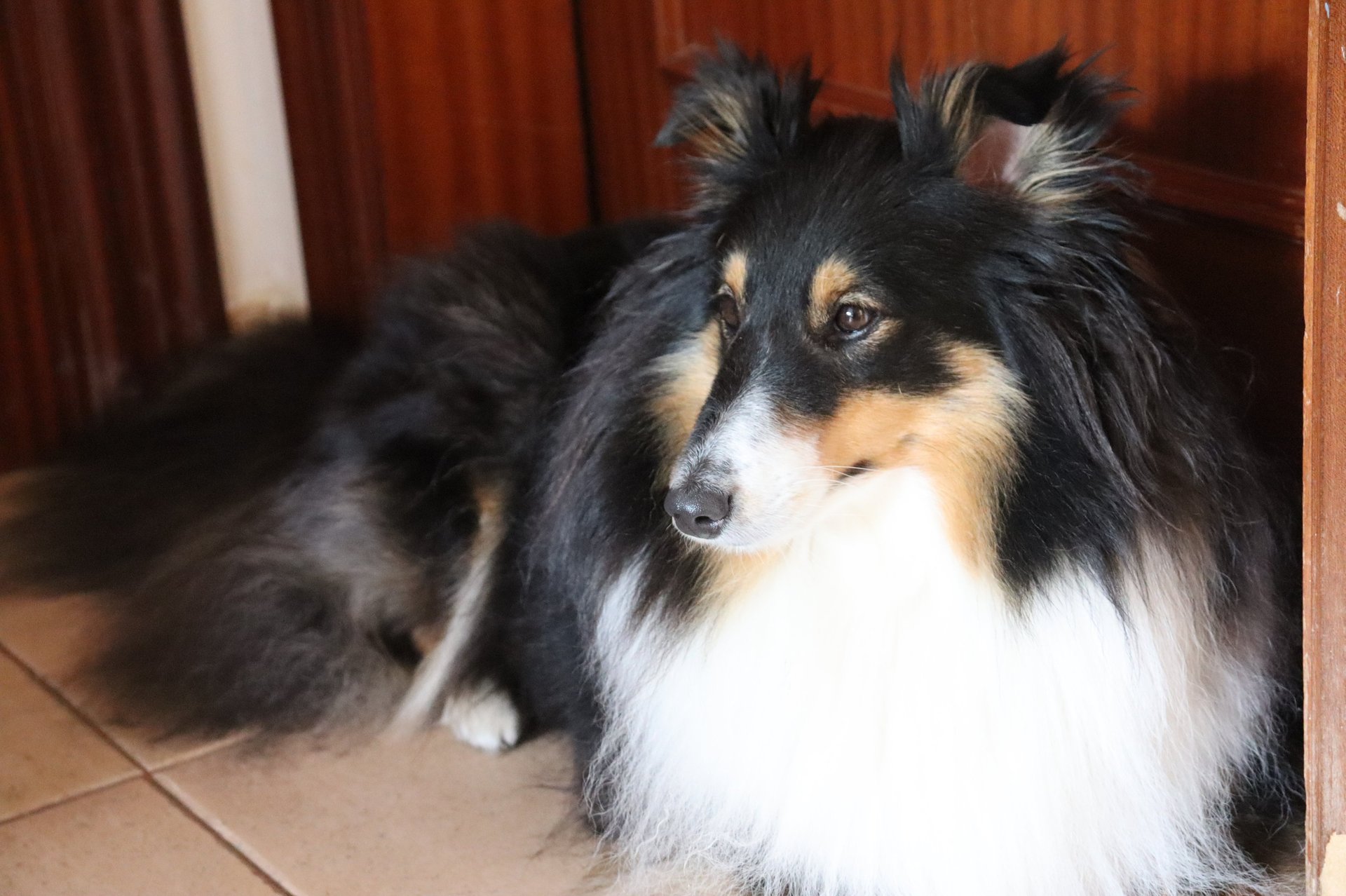 Pastor de las islas de shetland, Maravryan shelties, Shelties de Maravryan, Shetland sheepdog