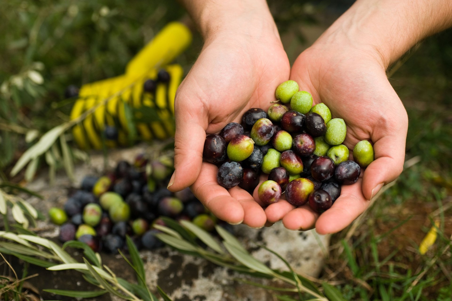 des olives violettes et vertes pour l'élaboration de l'huile d'olive