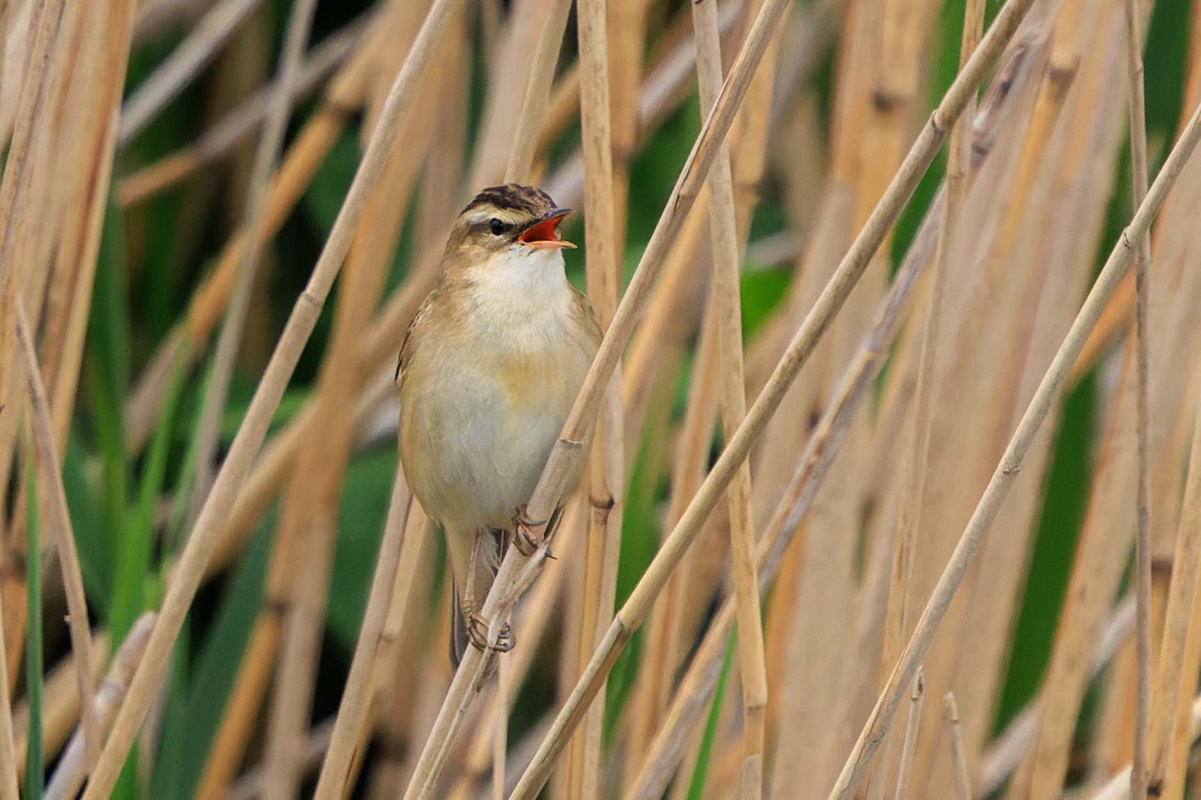 A Sedge warbler singing in a reed bed