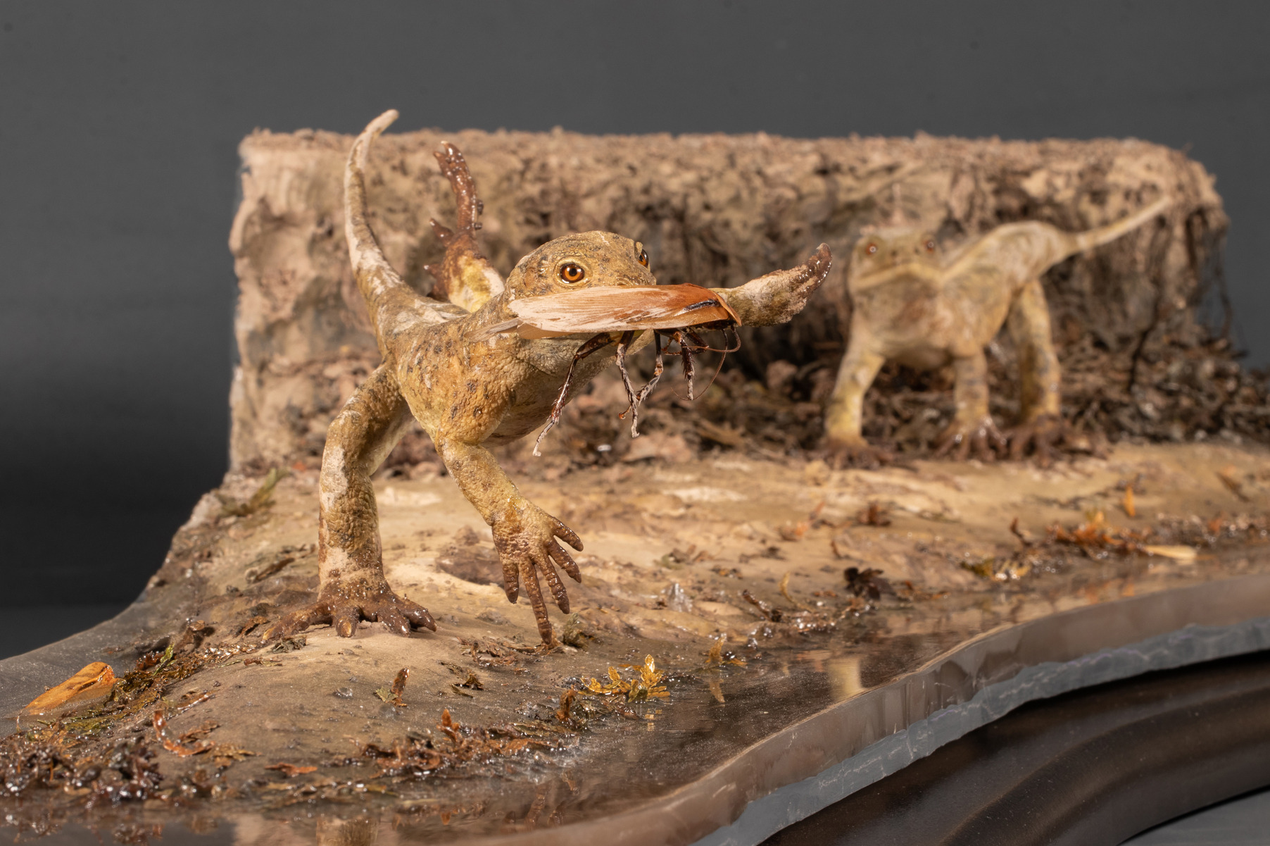 zwei eudibamus rekonstruktionen von sebastian brand, reco-brandt