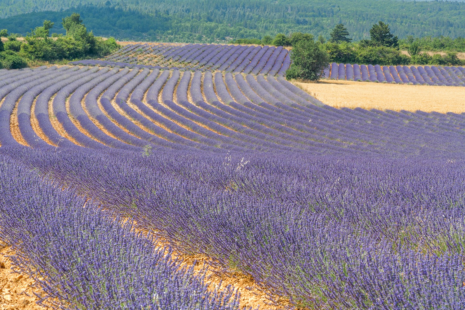 Rolling purple lavender fields in blooming rows under a green mountain landscape in Provence.