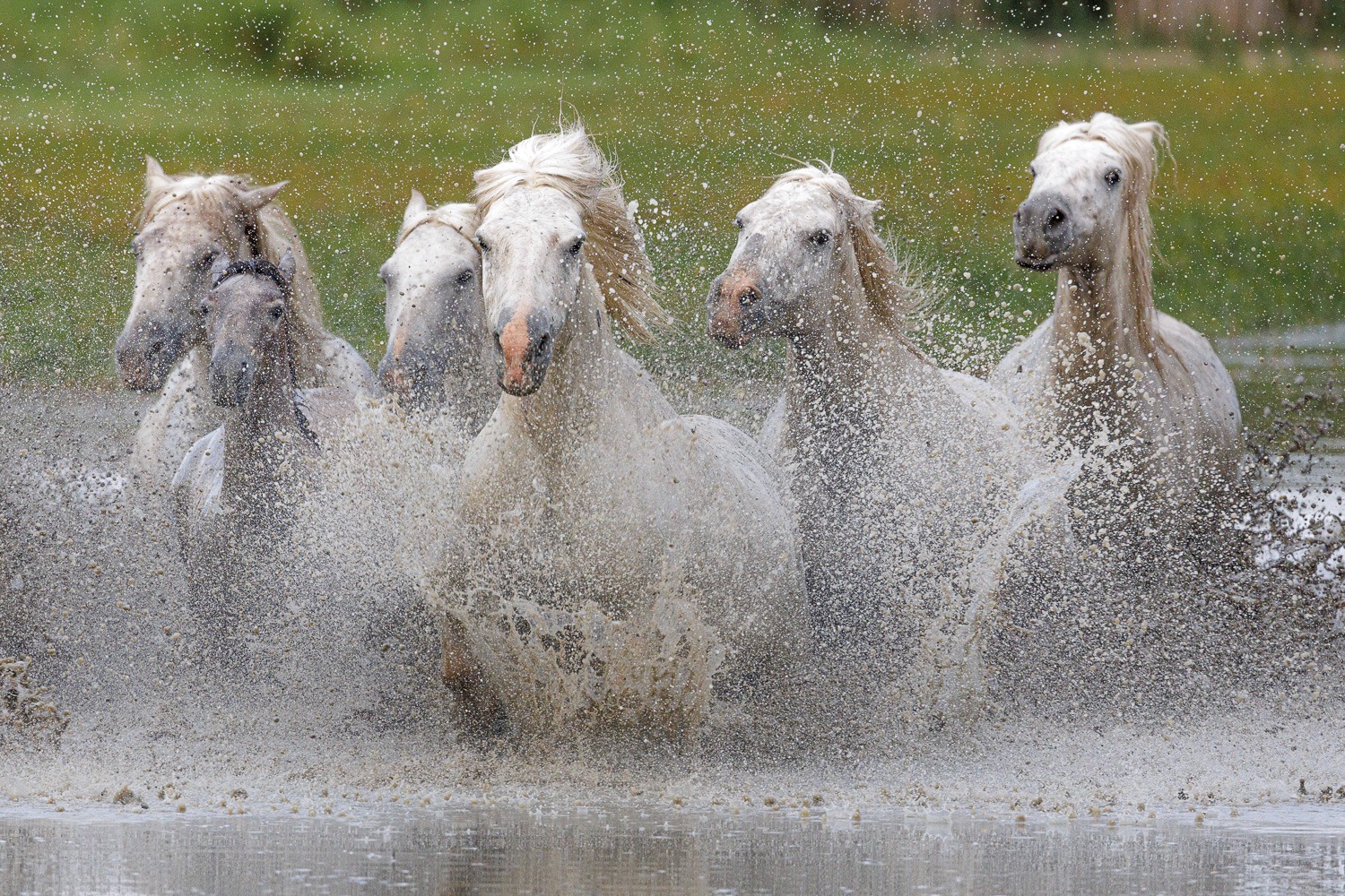 A herd of Camargue white horses galloping through water with splashes.