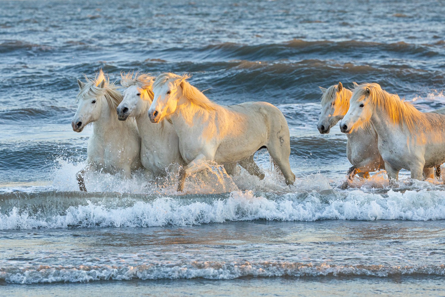 A group of majestic white Camargue horses galloping through ocean waves at sunset.