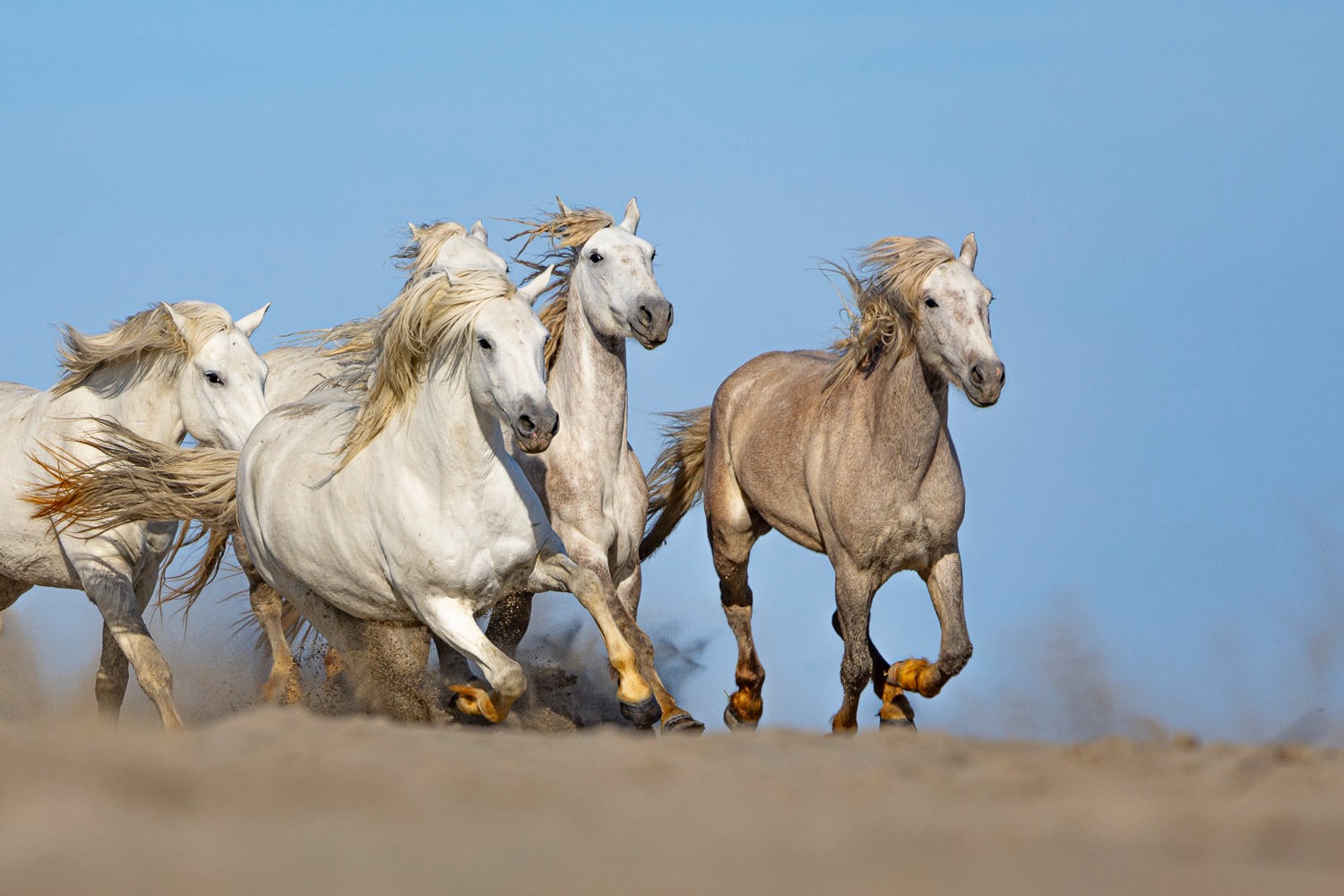 A herd of white Camargue horses galloping through sand dunes against a clear blue sky.